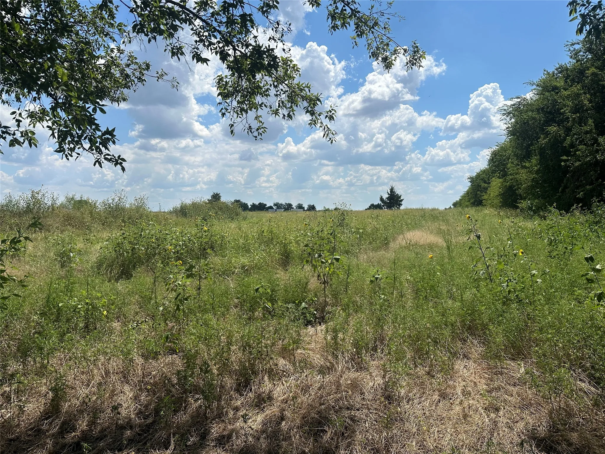 Unimproved Land For Sale in Grayson County , Lot 3 Rutledge Road, Whitewright, Texas 75491, 0, 0, Garage spaces, 0 Sqft, built in 0, Price $88,000, mls#21316406, Real Estate Agent in Whitewright, Homes For Sale in Grayson county, Homes For Sale in Whitewright, Realtor in Whitewright Texas, Real Estate Brokerage Independent Realty Texas, Luminita Cordes Realtor