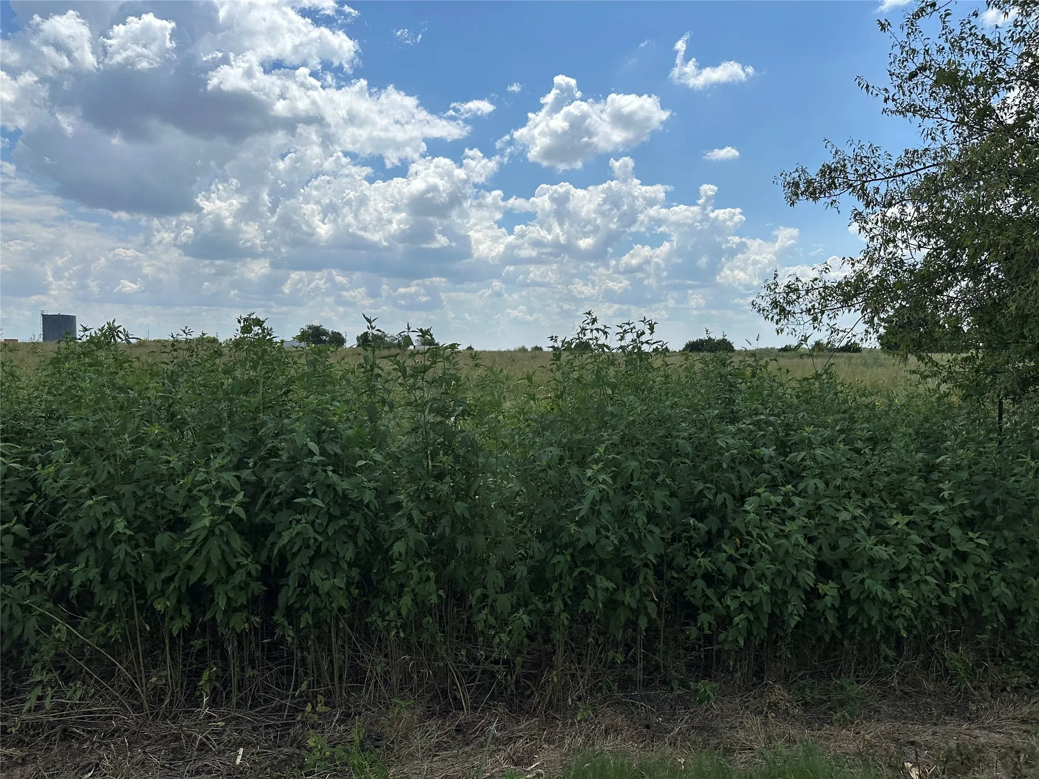 Unimproved Land For Sale in Grayson County , Lot 6 Rutledge Road, Whitewright, Texas 75491, 0, 0, Garage spaces, 0 Sqft, built in 0, Price $88,000, mls#21316419, Real Estate Agent in Whitewright, Homes For Sale in Grayson county, Homes For Sale in Whitewright, Realtor in Whitewright Texas, Real Estate Brokerage Independent Realty Texas, Luminita Cordes Realtor