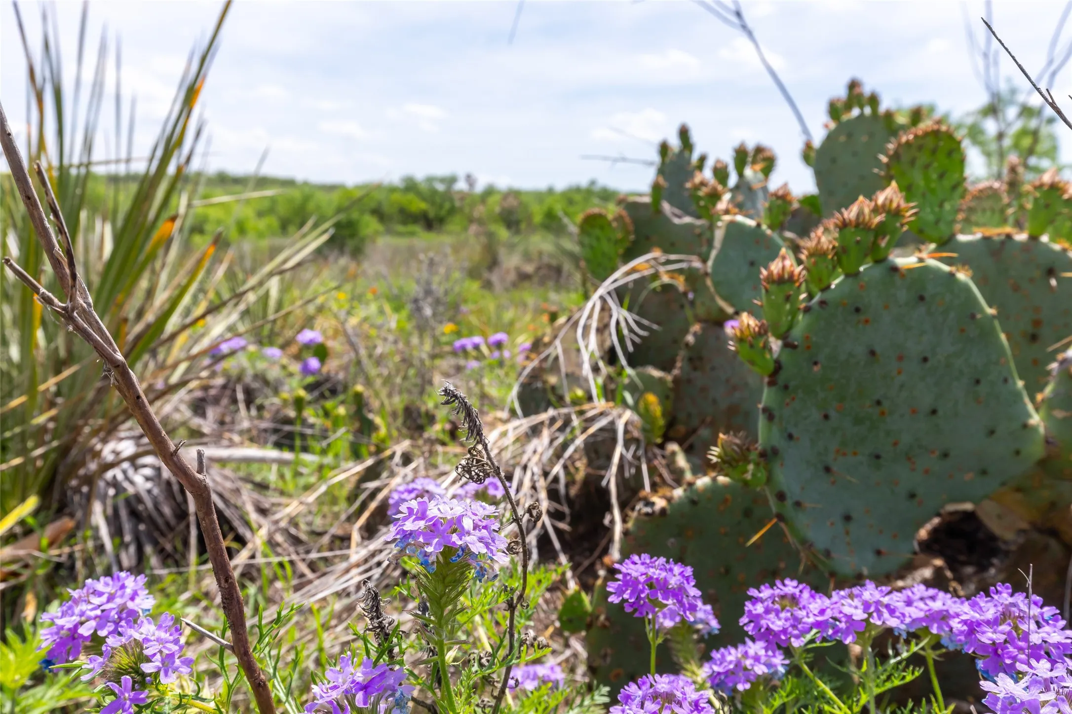 Unimproved Land For Sale in Taylor County , 7416B Highway 84, Lawn, Texas 79530, 0, 0, Garage spaces, 0 Sqft, built in 0, Price $469,900, mls#21316440, Real Estate Agent in Lawn, Homes For Sale in Taylor county, Homes For Sale in Lawn, Realtor in Lawn Texas, Real Estate Brokerage Independent Realty Texas, Luminita Cordes Realtor