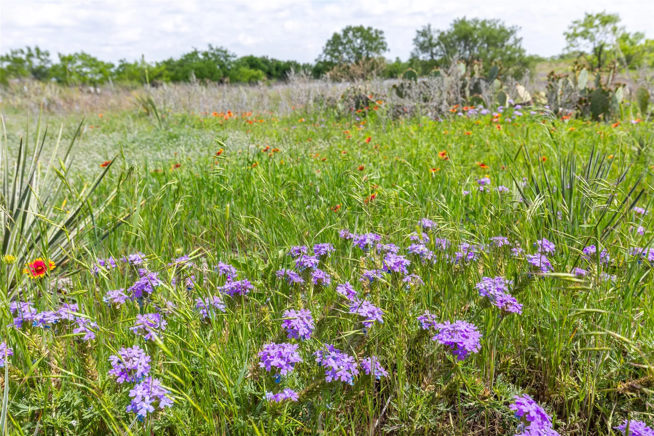 Unimproved Land For Sale in Taylor County , 7416B Highway 84, Lawn, Texas 79530, 0, 0, Garage spaces, 0 Sqft, built in 0, Price $469,900, mls#21316440, Real Estate Agent in Lawn, Homes For Sale in Taylor county, Homes For Sale in Lawn, Realtor in Lawn Texas, Real Estate Brokerage Independent Realty Texas, Luminita Cordes Realtor