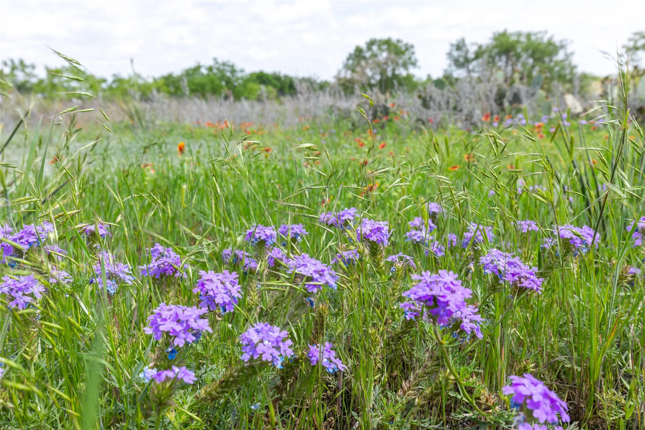 Unimproved Land For Sale in Taylor County , 7416B Highway 84, Lawn, Texas 79530, 0, 0, Garage spaces, 0 Sqft, built in 0, Price $469,900, mls#21316440, Real Estate Agent in Lawn, Homes For Sale in Taylor county, Homes For Sale in Lawn, Realtor in Lawn Texas, Real Estate Brokerage Independent Realty Texas, Luminita Cordes Realtor