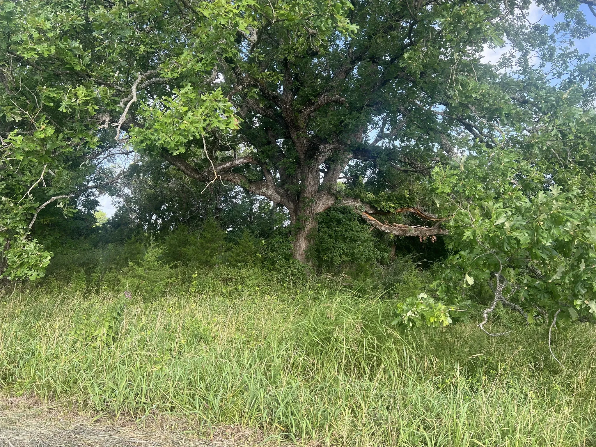 Unimproved Land For Sale in Fannin County , TBD Seven Oaks Road, Bonham, Texas 75418, 0, 0, Garage spaces, 0 Sqft, built in 0, mls#21316374, Real Estate Agent in Bonham, Homes For Sale in Fannin county, Homes For Sale in Bonham, Realtor in Bonham Texas, Real Estate Brokerage Independent Realty Texas, Luminita Cordes Realtor
