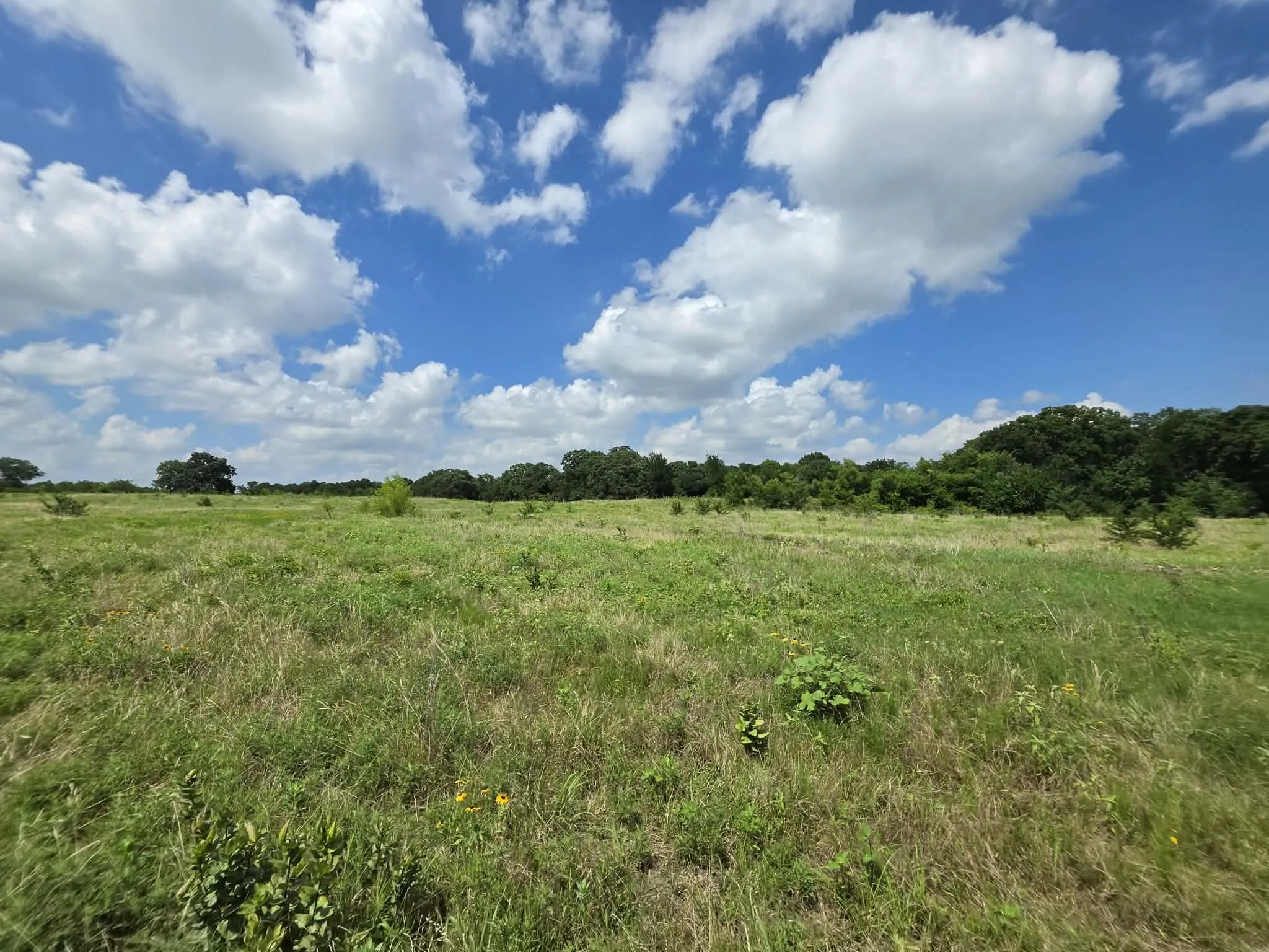 Improved Land For Sale in Fannin County , 32.243 Acres S Hwy 121 Highway, Bonham, Texas 75418, 0, 0, Garage spaces, 0 Sqft, built in 2002, mls#21309952, Real Estate Agent in Bonham, Homes For Sale in Fannin county, Homes For Sale in Bonham, Realtor in Bonham Texas, Real Estate Brokerage Independent Realty Texas, Luminita Cordes Realtor