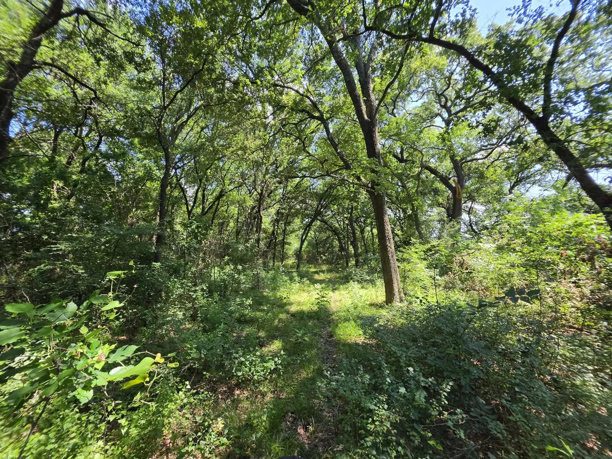 Improved Land For Sale in Fannin County , 32.243 Acres S Hwy 121 Highway, Bonham, Texas 75418, 0, 0, Garage spaces, 0 Sqft, built in 2002, mls#21309952, Real Estate Agent in Bonham, Homes For Sale in Fannin county, Homes For Sale in Bonham, Realtor in Bonham Texas, Real Estate Brokerage Independent Realty Texas, Luminita Cordes Realtor