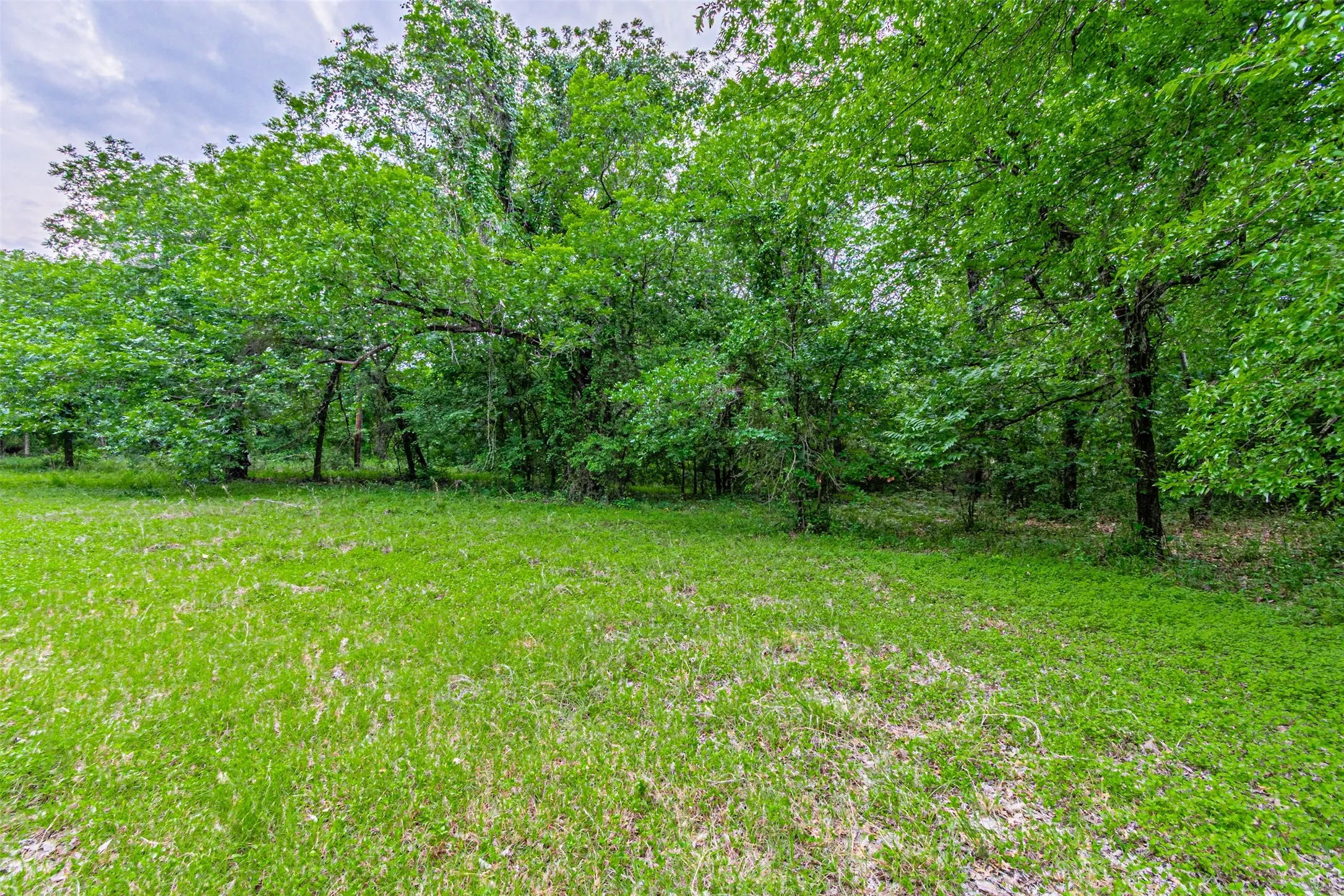 Expansive grassy area bordered by mature trees and natural foliage