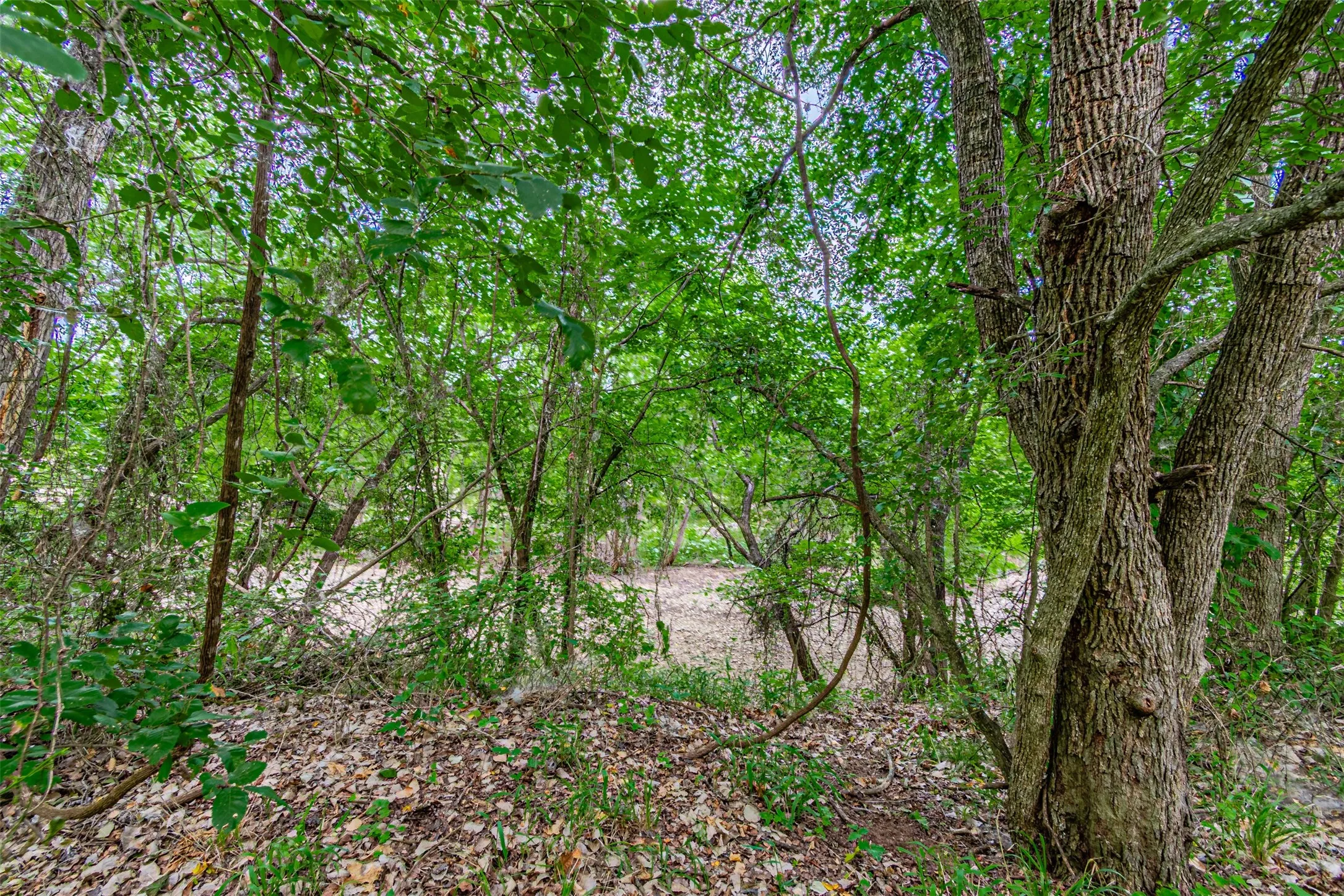 Wooded natural landscape featuring established trees and lush overhead canopy