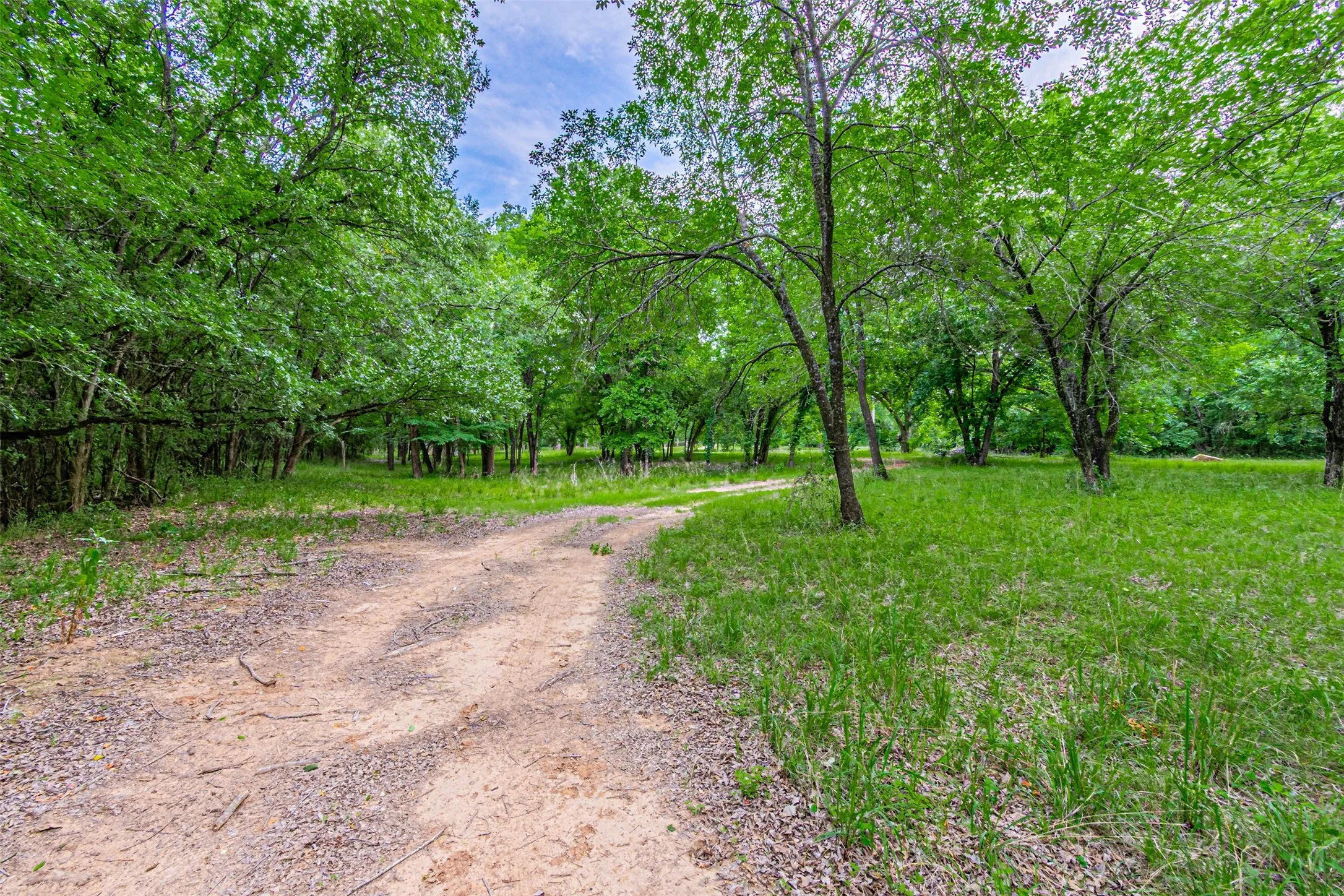 Expansive wooded grounds featuring a natural path, mature trees, and lush green undergrowth