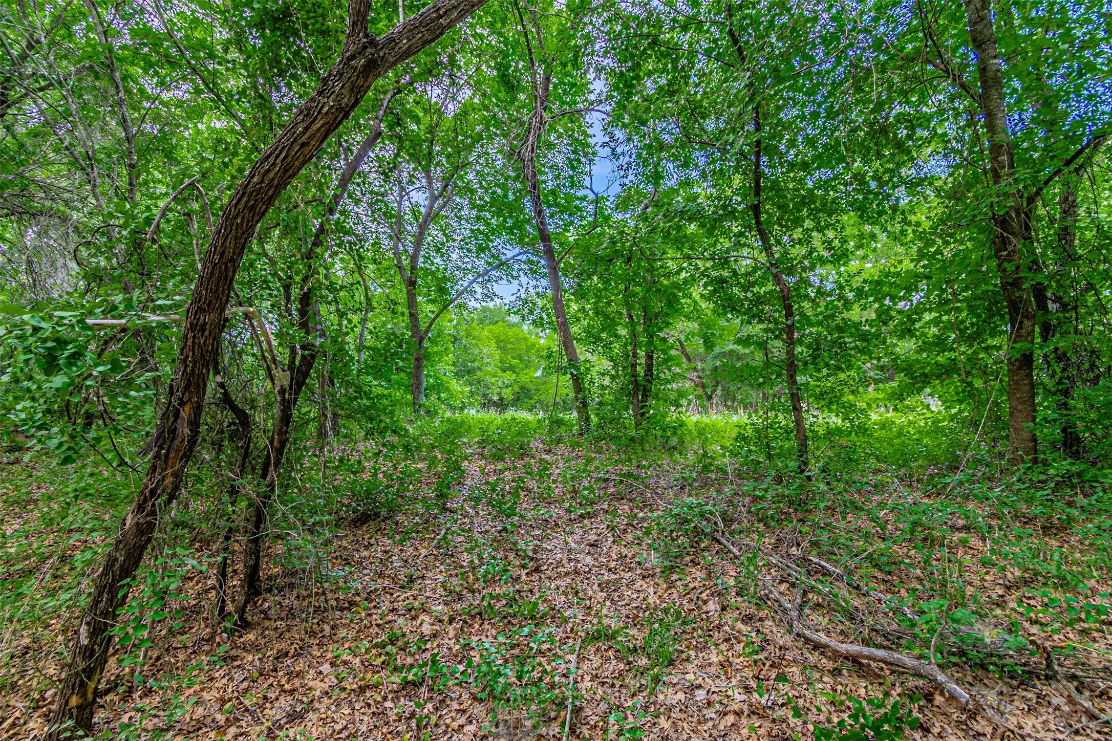 Wooded land featuring mature trees and undergrowth