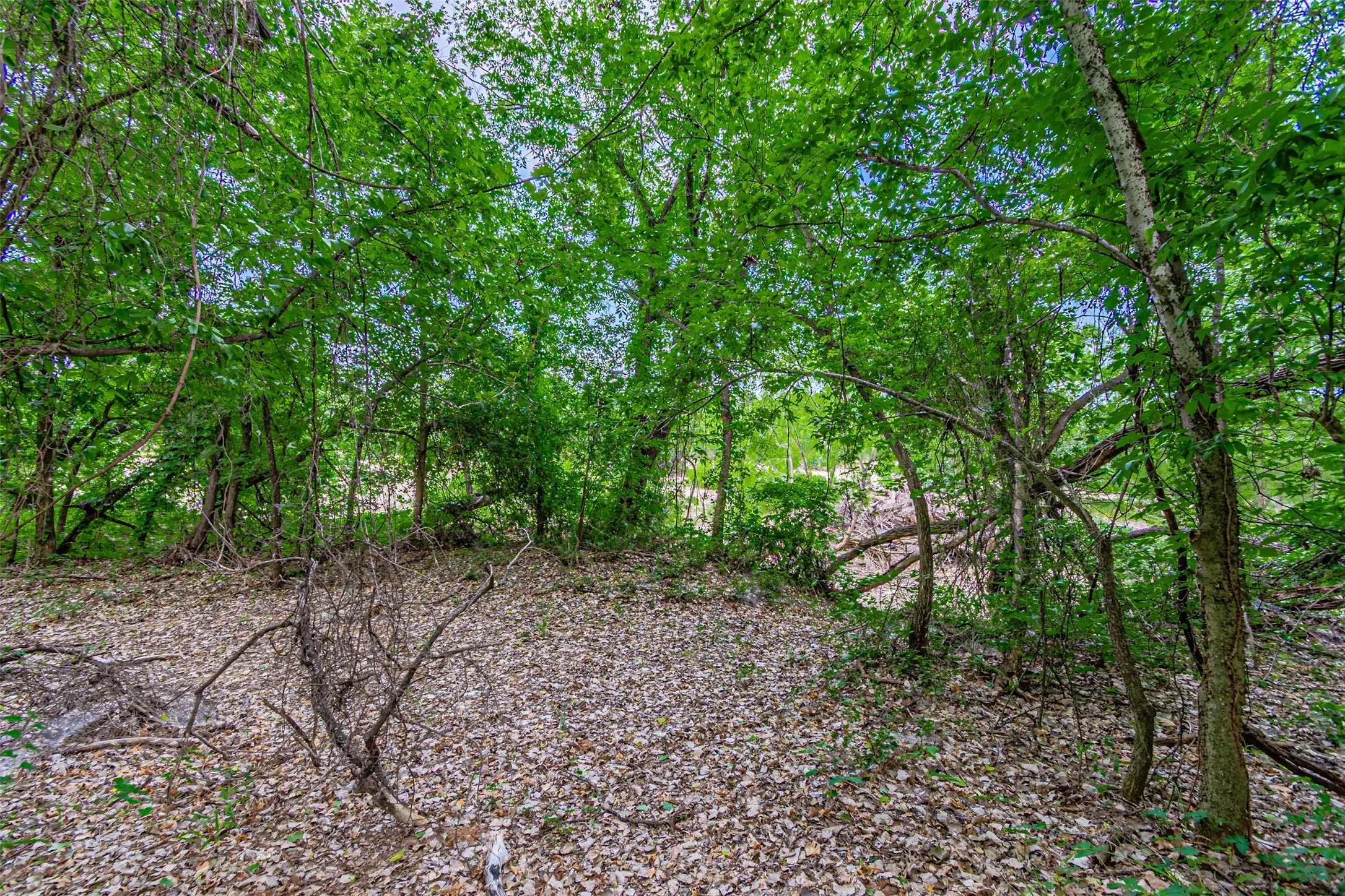 Natural wooded landscape with mature trees and a ground covering of natural foliage