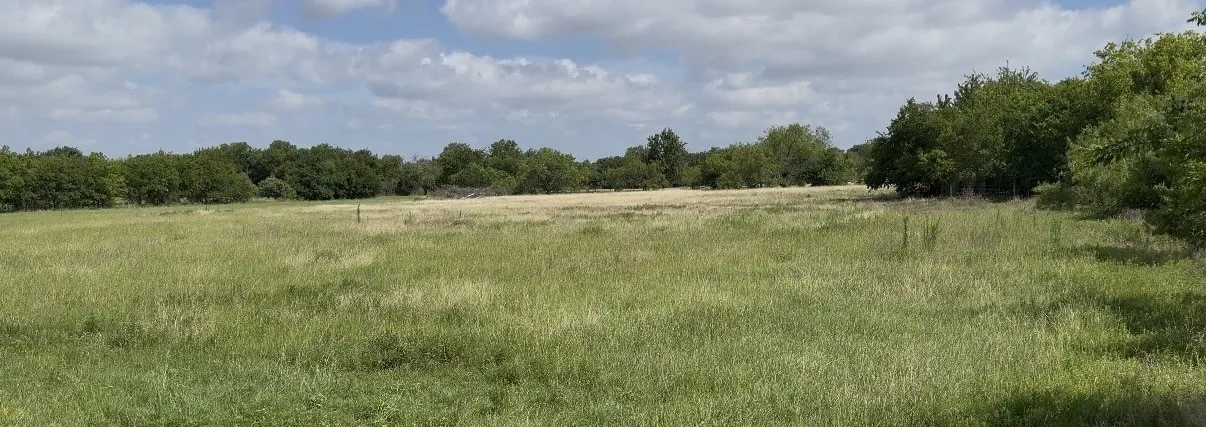 Expansive open pastureland featuring a blend of green and golden grasses, surrounded by mature trees