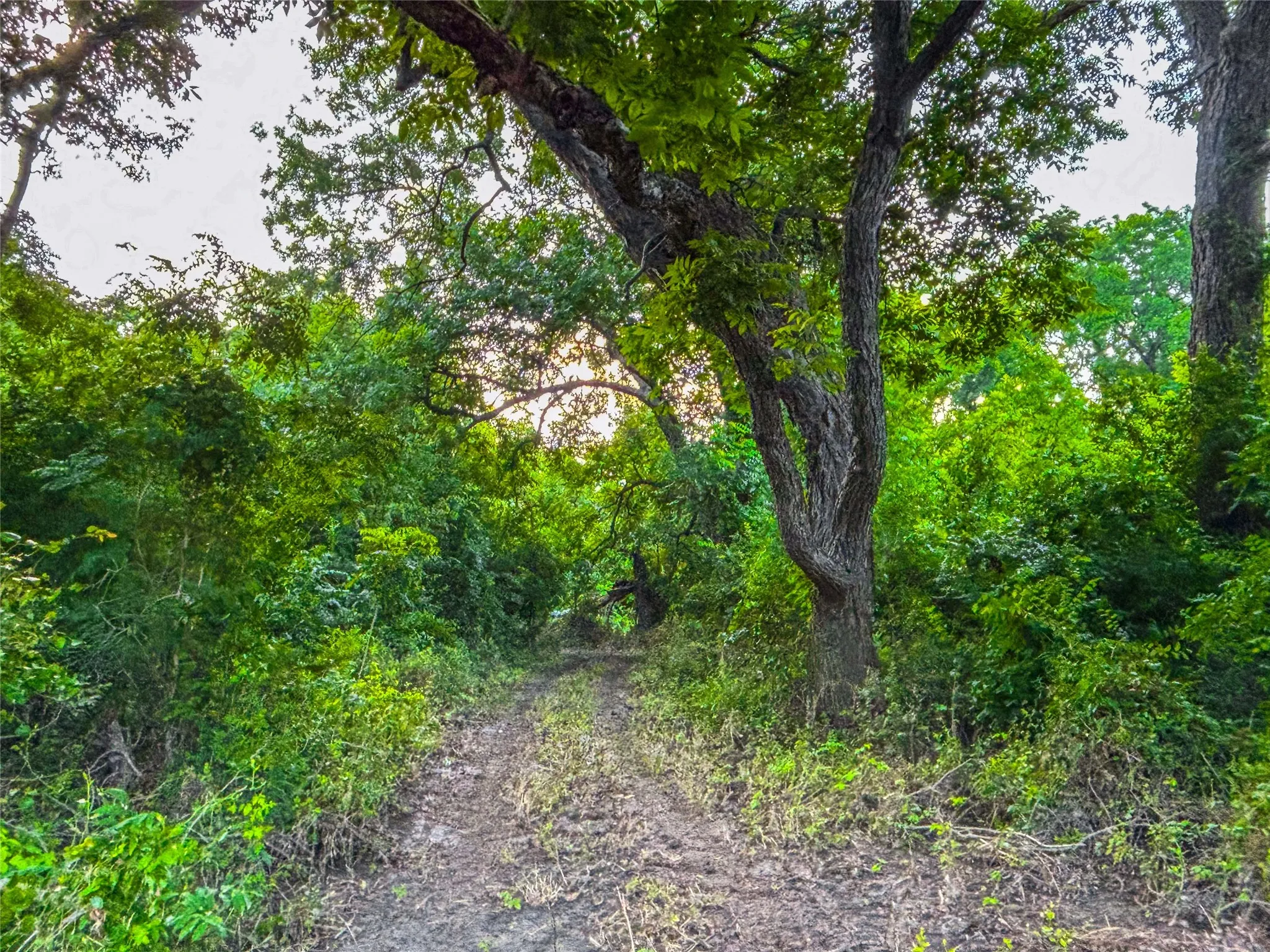 Unimproved Land For Sale in Falls County , 524 County Road 453, Troy, Texas 76579, 0, 0, Garage spaces, 0 Sqft, built in 0, Price $999,900, mls#21315761, Real Estate Agent in Troy, Homes For Sale in Falls county, Homes For Sale in Troy, Realtor in Troy Texas, Real Estate Brokerage Independent Realty Texas, Luminita Cordes Realtor