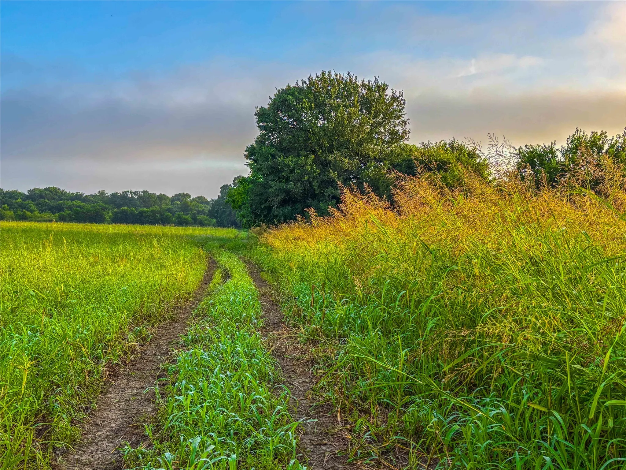 Unimproved Land For Sale in Falls County , 524 County Road 453, Troy, Texas 76579, 0, 0, Garage spaces, 0 Sqft, built in 0, Price $999,900, mls#21315761, Real Estate Agent in Troy, Homes For Sale in Falls county, Homes For Sale in Troy, Realtor in Troy Texas, Real Estate Brokerage Independent Realty Texas, Luminita Cordes Realtor