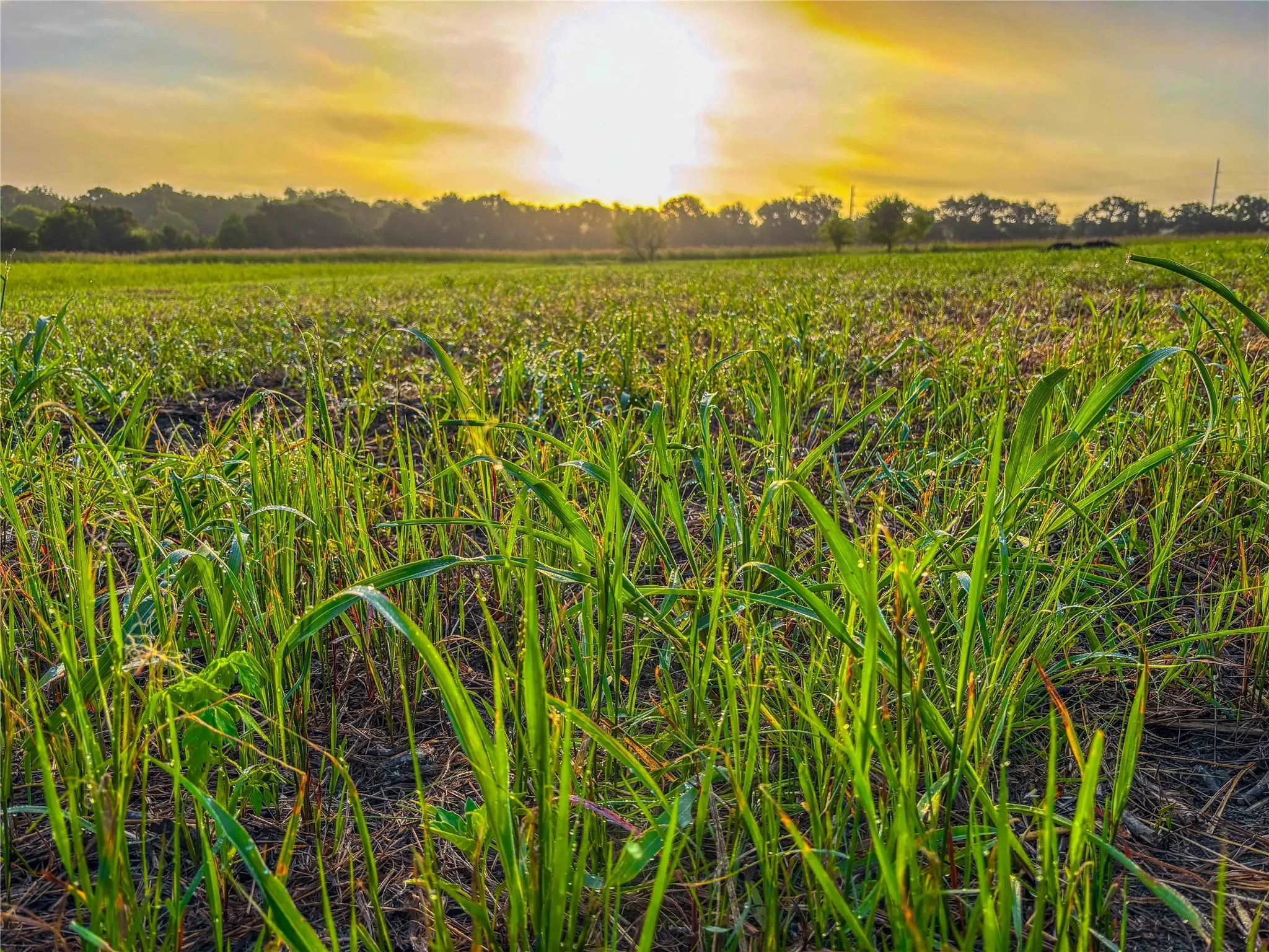 Unimproved Land For Sale in Falls County , 524 County Road 453, Troy, Texas 76579, 0, 0, Garage spaces, 0 Sqft, built in 0, Price $999,900, mls#21315761, Real Estate Agent in Troy, Homes For Sale in Falls county, Homes For Sale in Troy, Realtor in Troy Texas, Real Estate Brokerage Independent Realty Texas, Luminita Cordes Realtor
