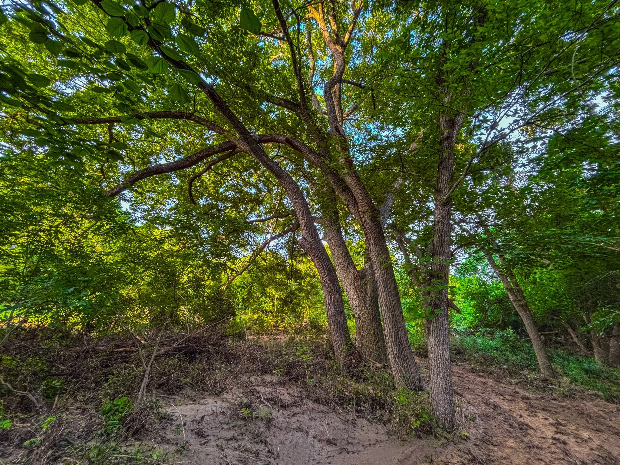 Unimproved Land For Sale in Falls County , 524 County Road 453, Troy, Texas 76579, 0, 0, Garage spaces, 0 Sqft, built in 0, Price $999,900, mls#21315761, Real Estate Agent in Troy, Homes For Sale in Falls county, Homes For Sale in Troy, Realtor in Troy Texas, Real Estate Brokerage Independent Realty Texas, Luminita Cordes Realtor
