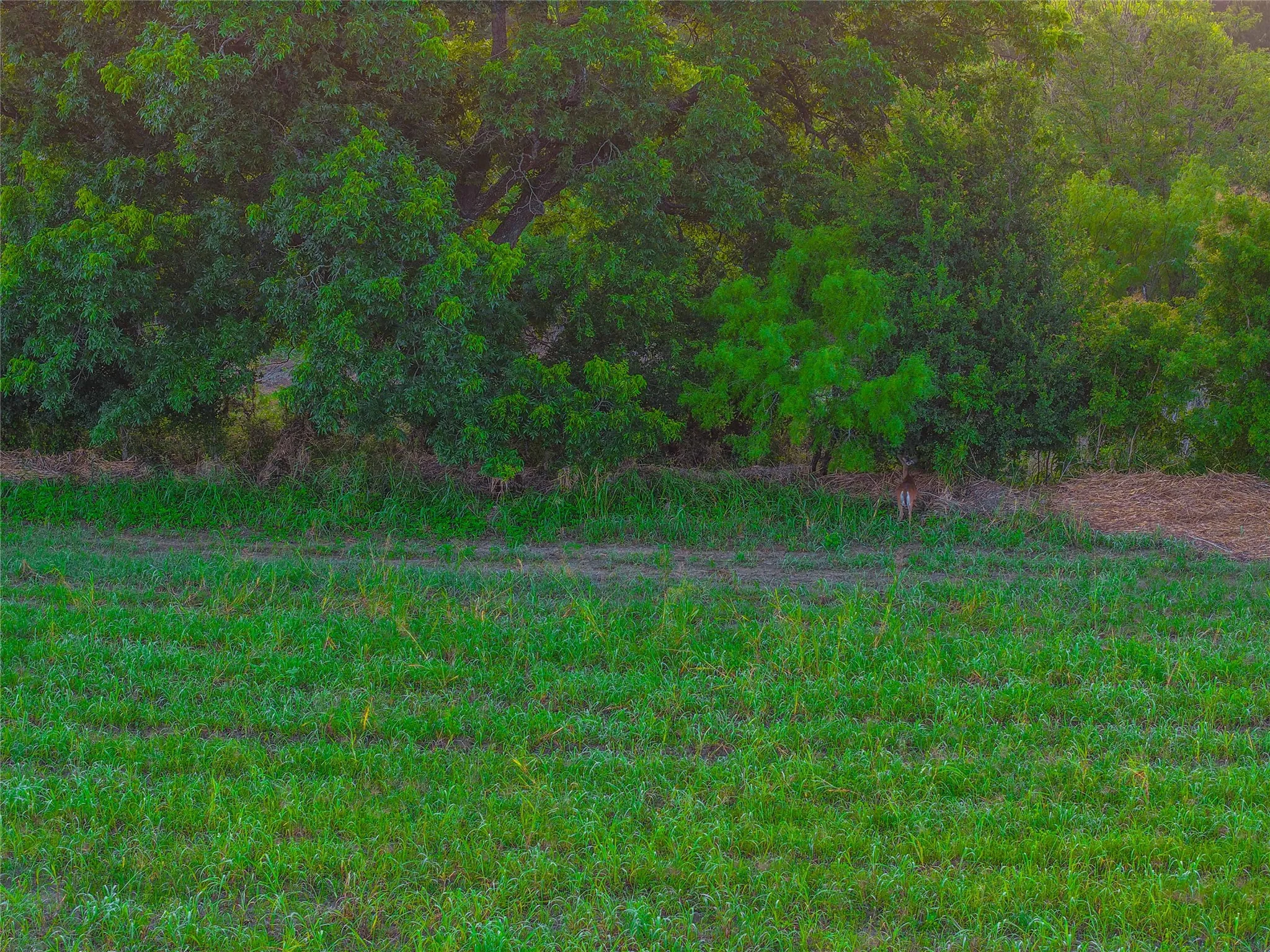 Unimproved Land For Sale in Falls County , 524 County Road 453, Troy, Texas 76579, 0, 0, Garage spaces, 0 Sqft, built in 0, Price $999,900, mls#21315761, Real Estate Agent in Troy, Homes For Sale in Falls county, Homes For Sale in Troy, Realtor in Troy Texas, Real Estate Brokerage Independent Realty Texas, Luminita Cordes Realtor