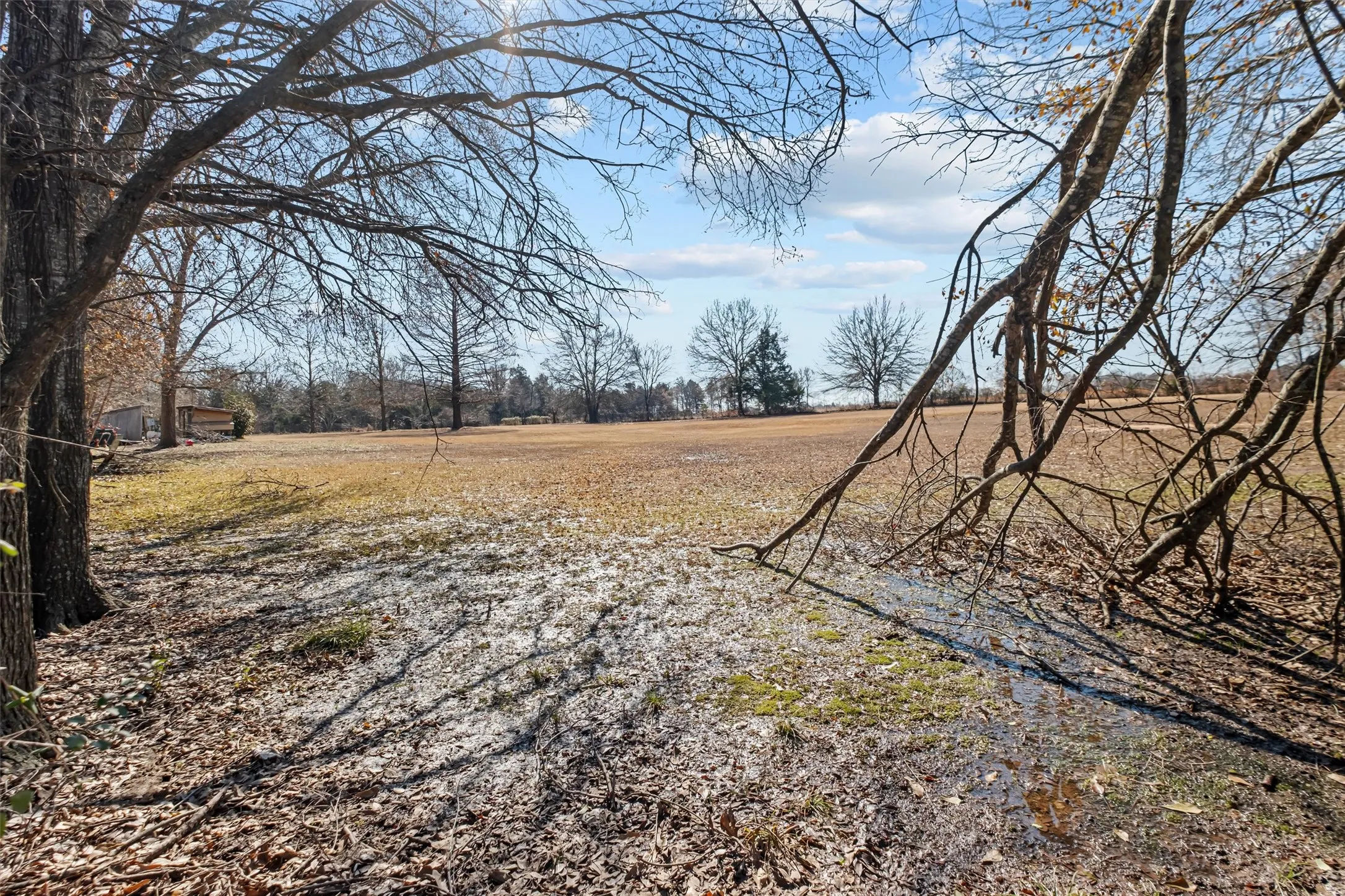 Open field with scattered trees and visible ground moisture