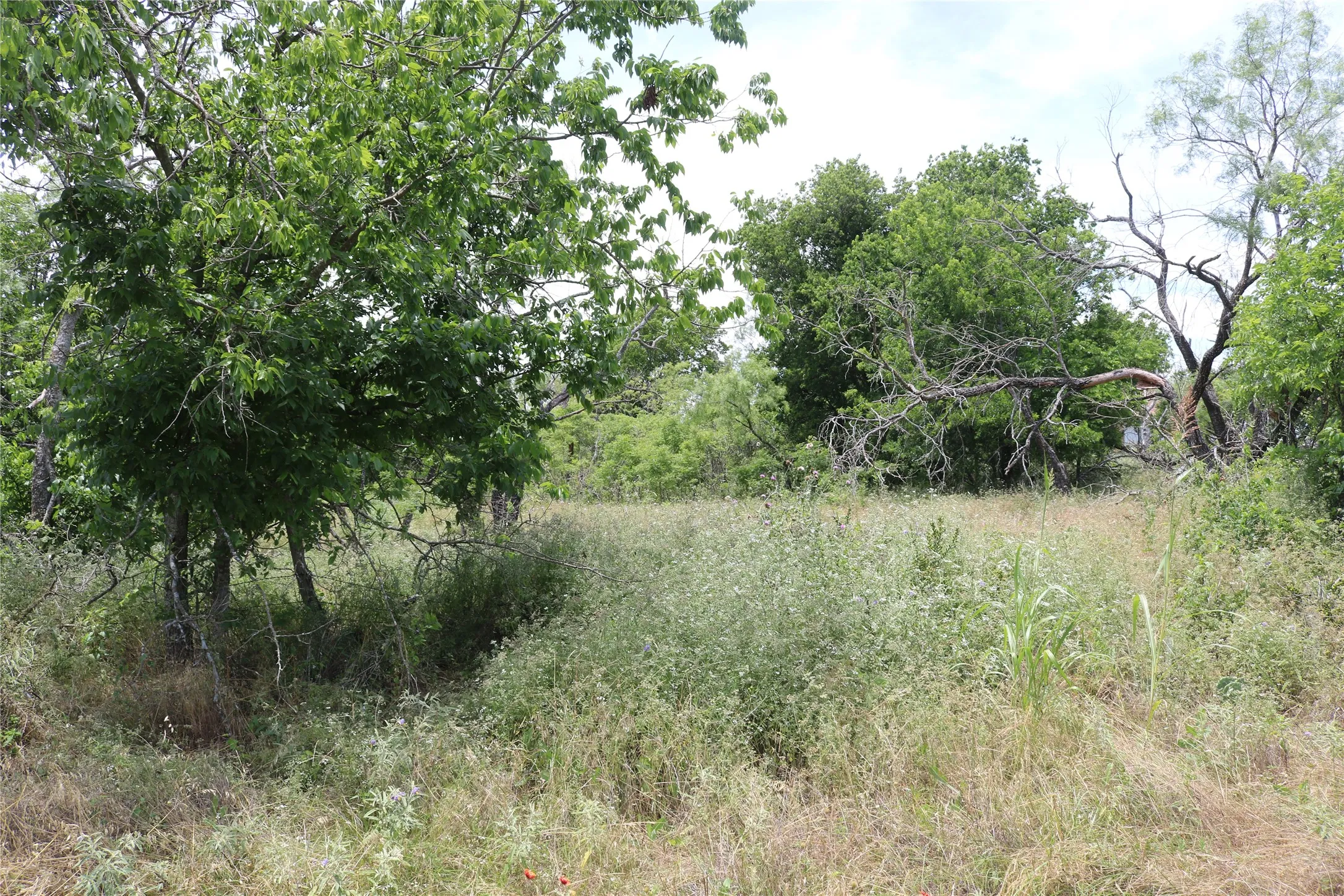 Expansive natural landscape featuring varied foliage and mature trees