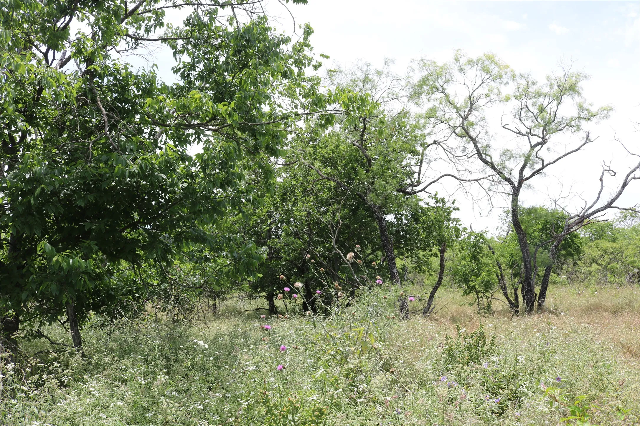 Unimproved Land For Sale in Erath County , 000 State Highway 6, Dublin, Texas 76446, 0, 0, Garage spaces, 0 Sqft, built in 0, Price $64,000, mls#21276766, Real Estate Agent in Dublin, Homes For Sale in Erath county, Homes For Sale in Dublin, Realtor in Dublin Texas, Real Estate Brokerage Independent Realty Texas, Luminita Cordes Realtor