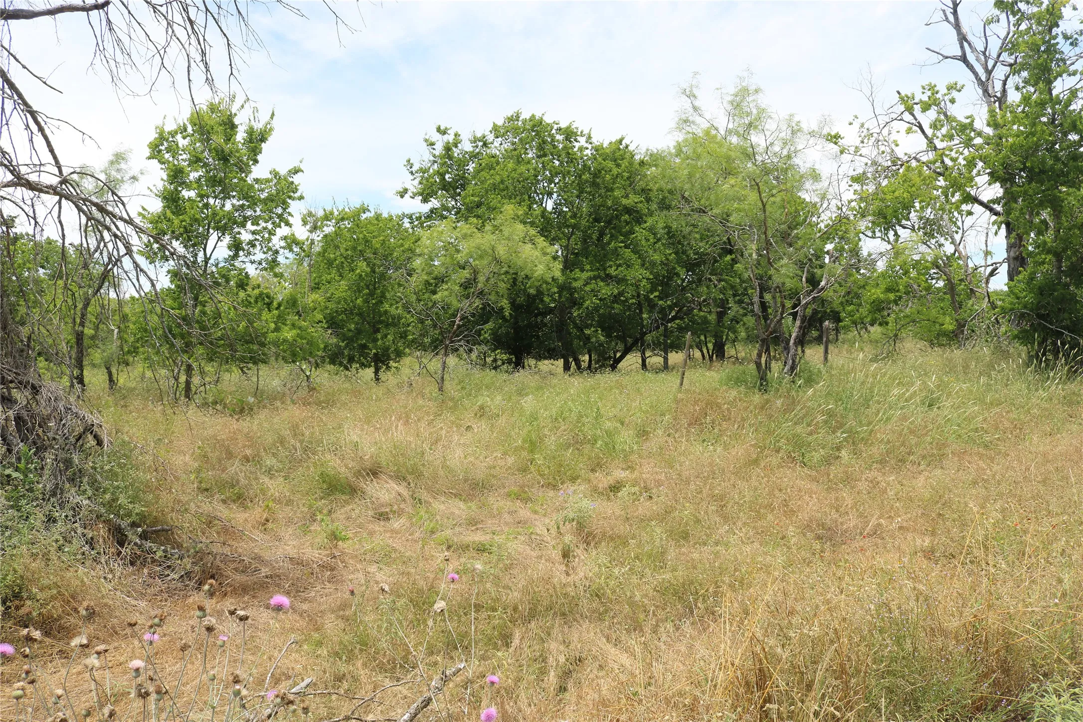 Natural landscape featuring mature trees and varied vegetation