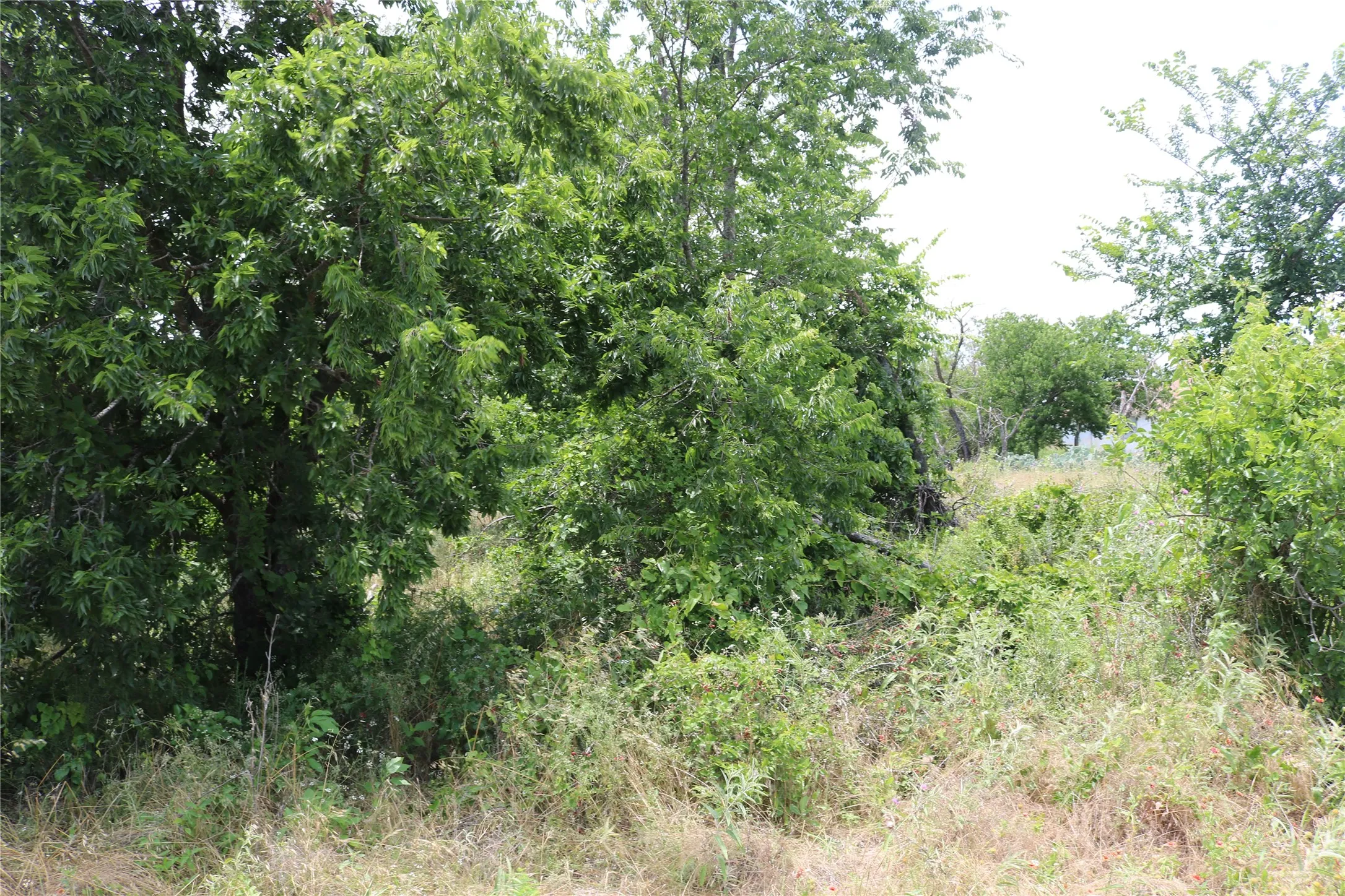 Wooded lot with mature trees and natural vegetation