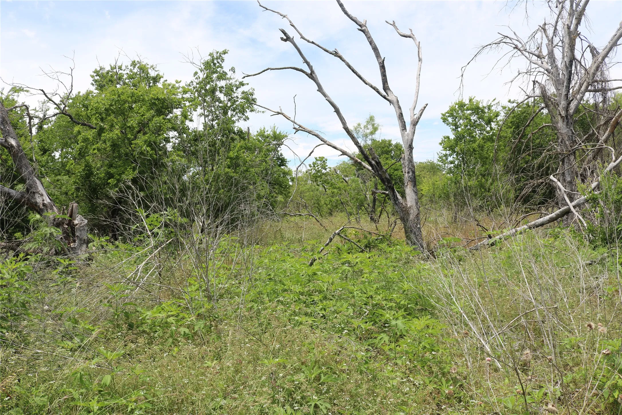 Undeveloped land featuring dense foliage, mature trees, and natural growth