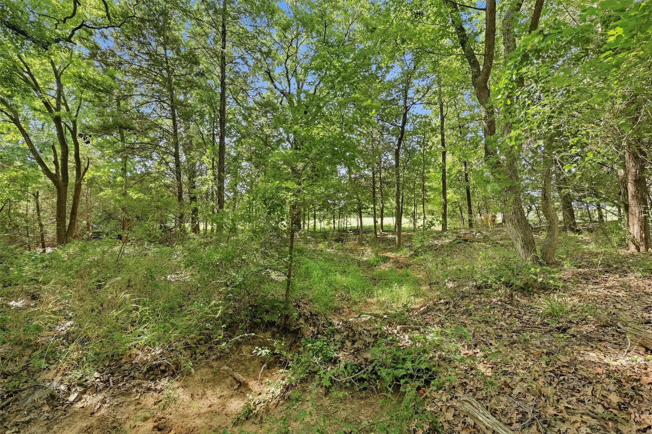 Single Family Residence For Sale in Grayson County , 7277 W Line Road, Collinsville, Texas 76233, 3 Bedroom, 2 Bathroom, 2 Garage spaces, 1,582 Sqft, built in 1998, mls#21310341, Real Estate Agent in Collinsville, Homes For Sale in Grayson county, Homes For Sale in Collinsville, Realtor in Collinsville Texas, Real Estate Brokerage Independent Realty Texas, Luminita Cordes Realtor