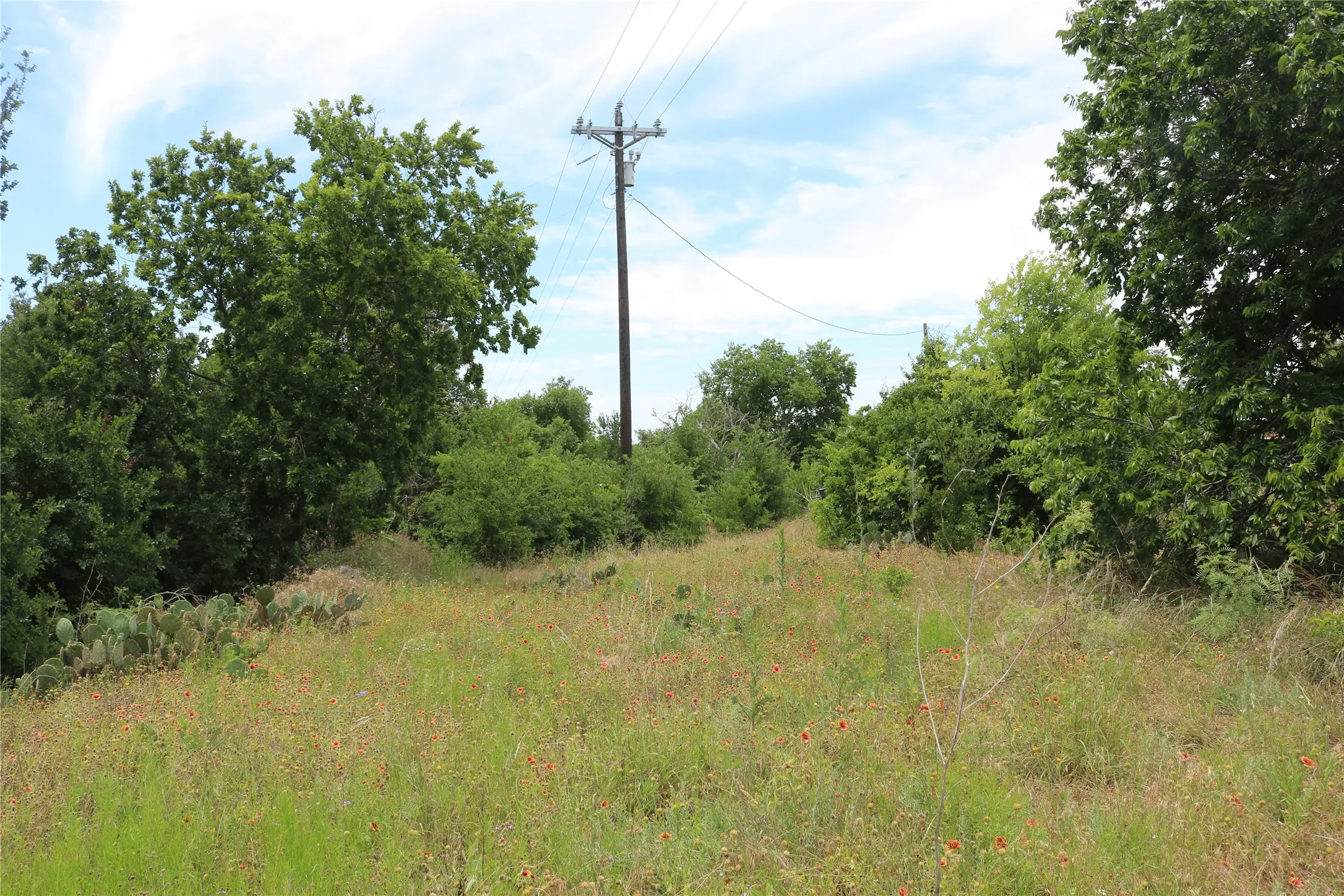 Grassy terrain featuring varied foliage and mature trees