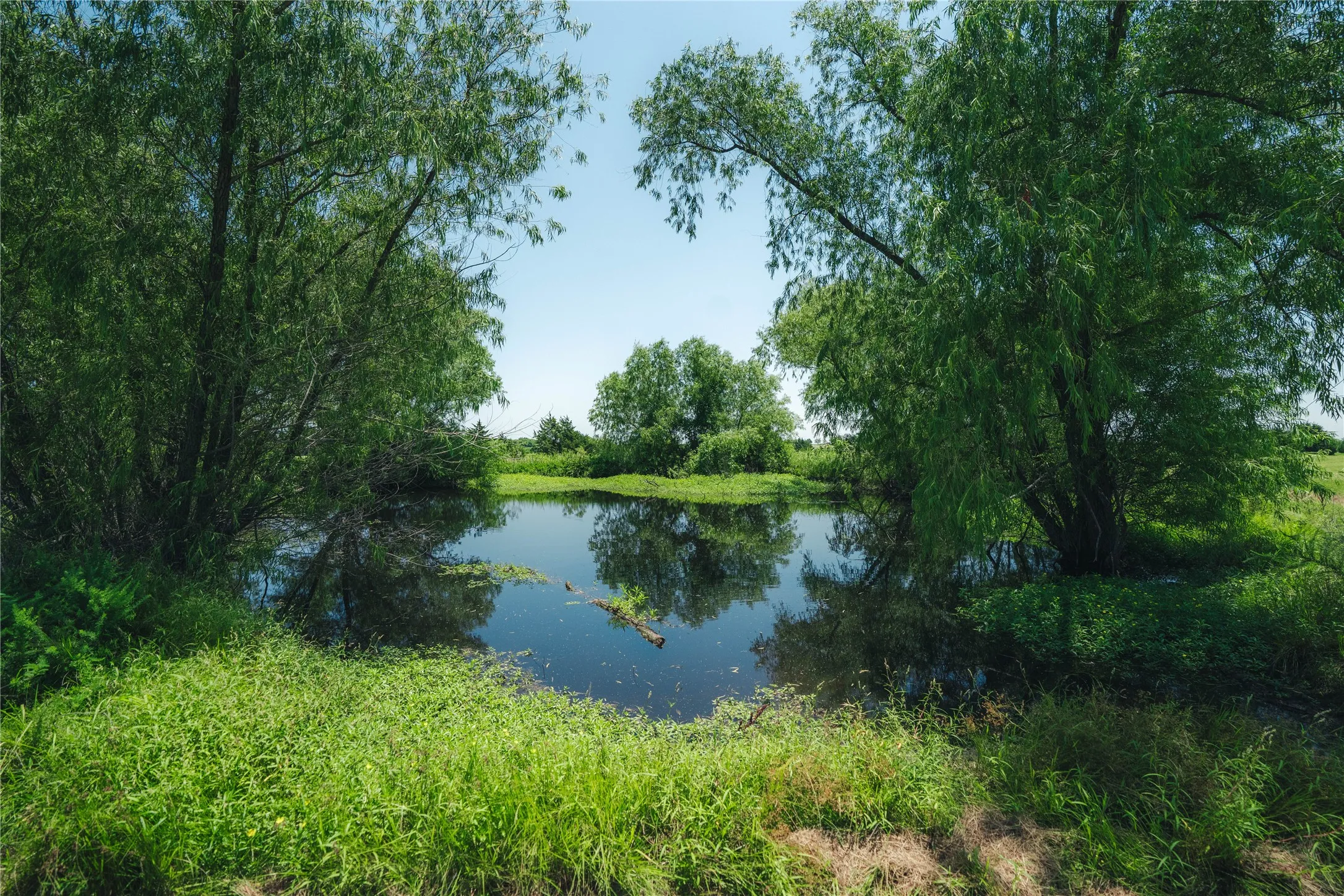 Pond