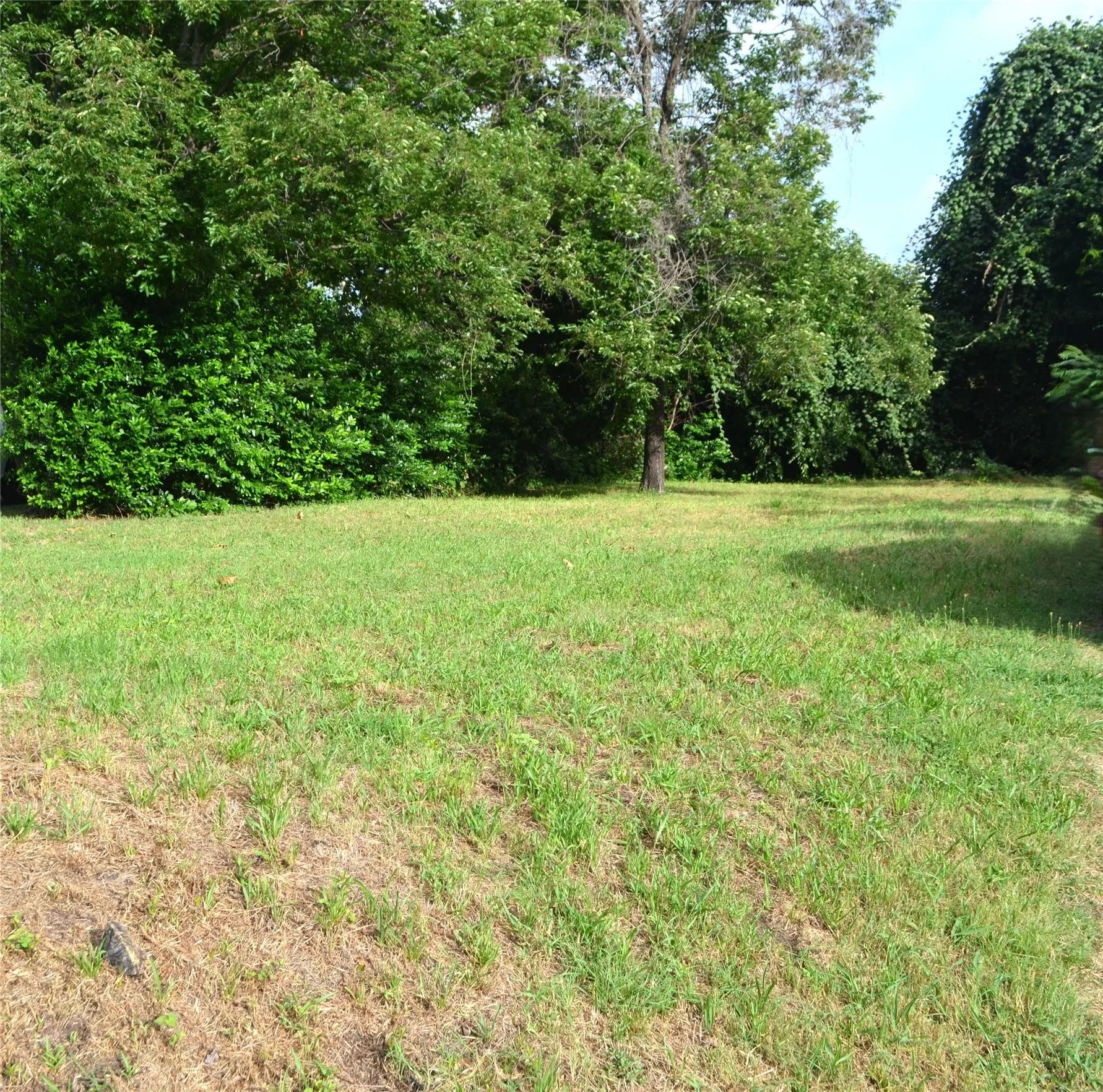 Expansive grassy area surrounded by mature deciduous trees and varied shrubbery