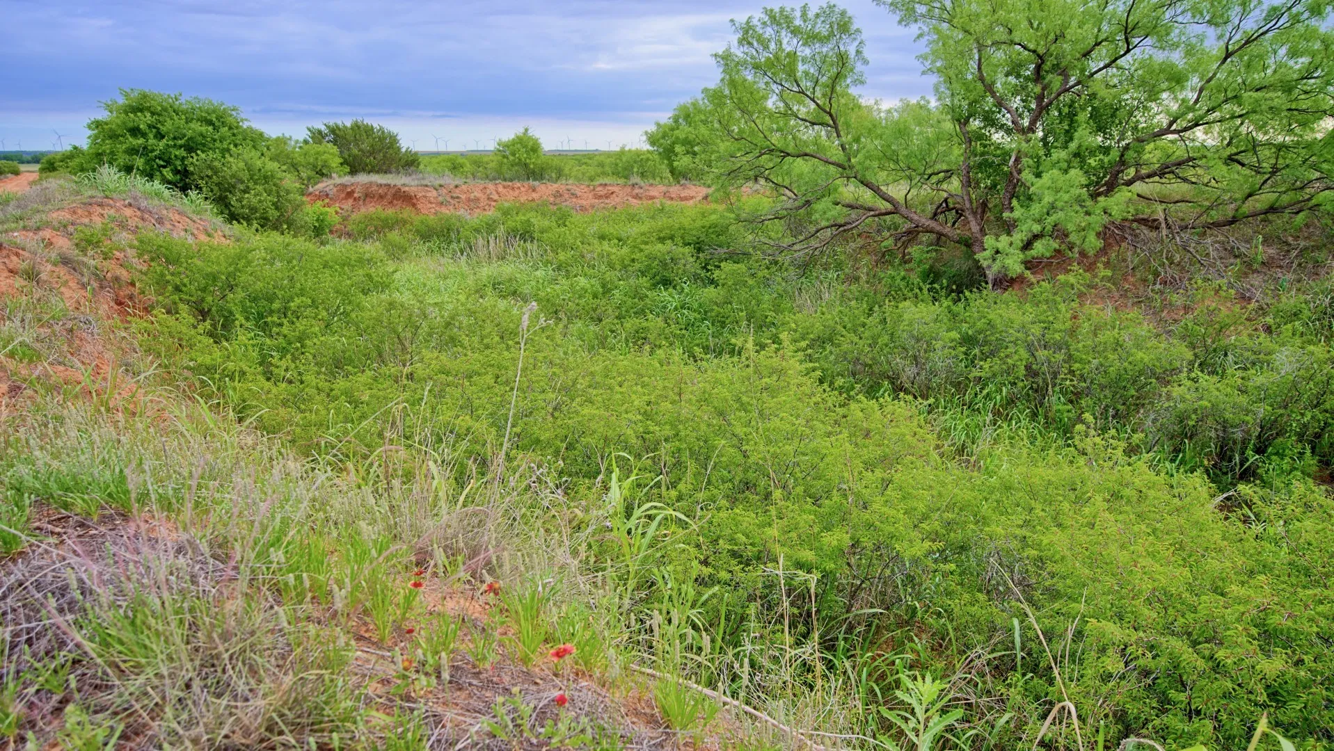 Ranch For Sale in Knox County , TBD CR 4371, Goree, Texas 76363, 0, 0, Garage spaces, 0 Sqft, built in 0, Price $995,000, mls#21317821, Real Estate Agent in Goree, Homes For Sale in Knox county, Homes For Sale in Goree, Realtor in Goree Texas, Real Estate Brokerage Independent Realty Texas, Luminita Cordes Realtor