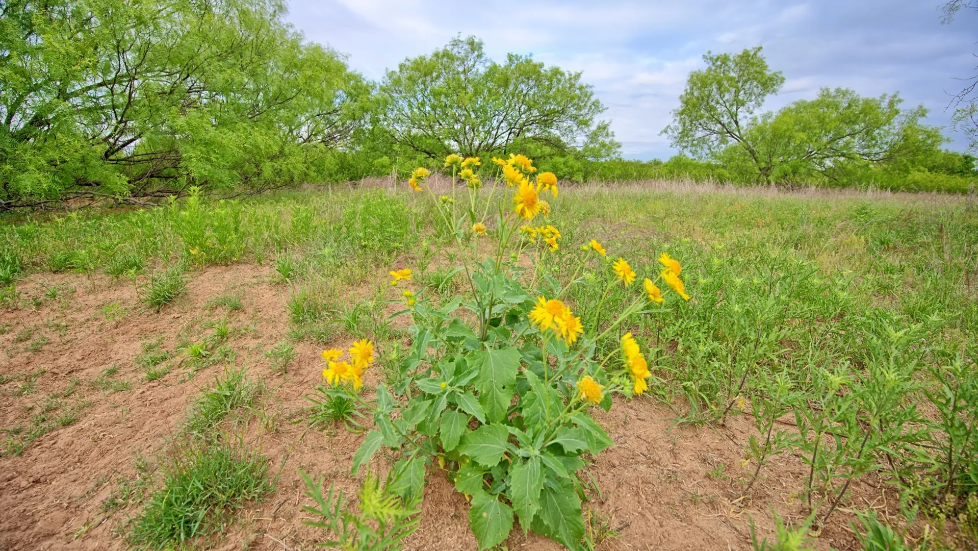 Ranch For Sale in Knox County , TBD CR 4371, Goree, Texas 76363, 0, 0, Garage spaces, 0 Sqft, built in 0, Price $995,000, mls#21317821, Real Estate Agent in Goree, Homes For Sale in Knox county, Homes For Sale in Goree, Realtor in Goree Texas, Real Estate Brokerage Independent Realty Texas, Luminita Cordes Realtor