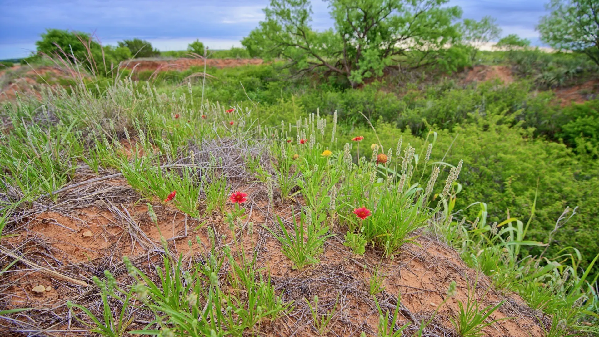 Ranch For Sale in Knox County , TBD CR 4371, Goree, Texas 76363, 0, 0, Garage spaces, 0 Sqft, built in 0, Price $995,000, mls#21317821, Real Estate Agent in Goree, Homes For Sale in Knox county, Homes For Sale in Goree, Realtor in Goree Texas, Real Estate Brokerage Independent Realty Texas, Luminita Cordes Realtor