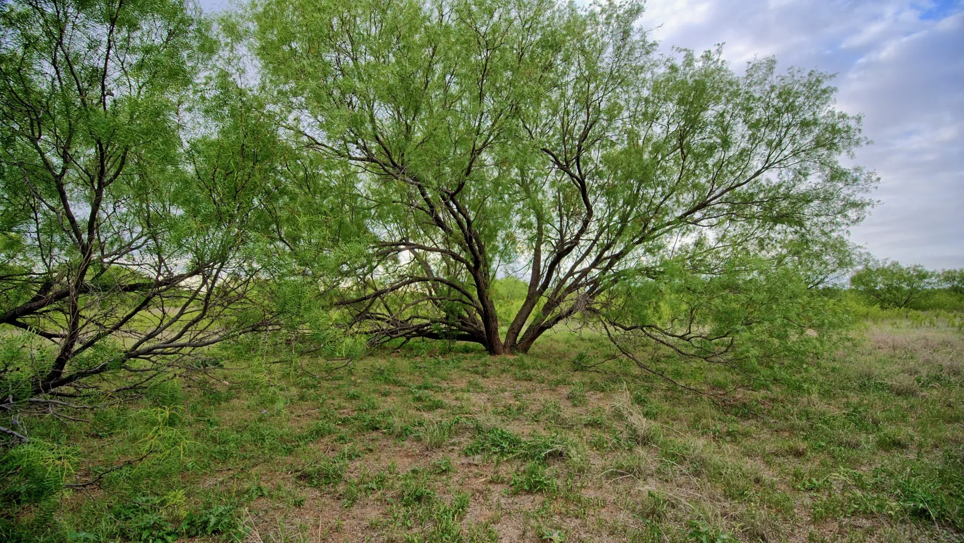 Ranch For Sale in Knox County , TBD CR 4371, Goree, Texas 76363, 0, 0, Garage spaces, 0 Sqft, built in 0, Price $995,000, mls#21317821, Real Estate Agent in Goree, Homes For Sale in Knox county, Homes For Sale in Goree, Realtor in Goree Texas, Real Estate Brokerage Independent Realty Texas, Luminita Cordes Realtor