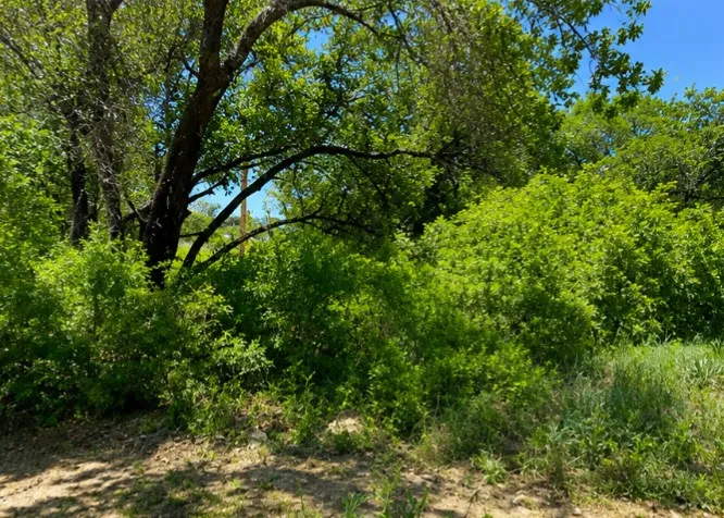 Mature trees and dense foliage create a natural, verdant setting