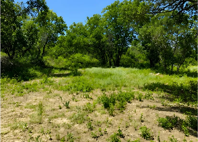 Natural land parcel featuring mature trees, diverse ground cover, and a clear expanse of sky