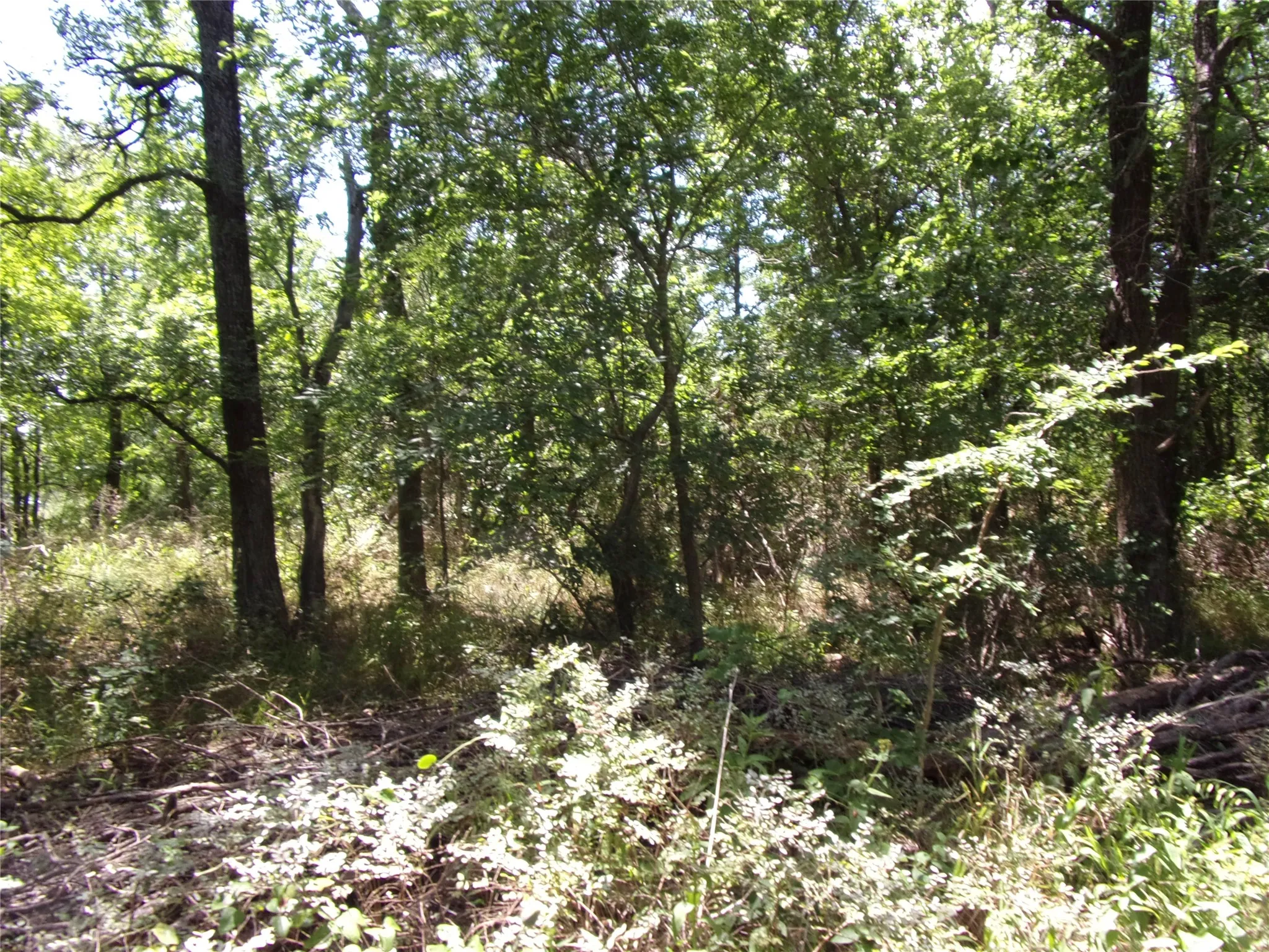 This is a great area to carve out your shaded picnic, grill or party area.