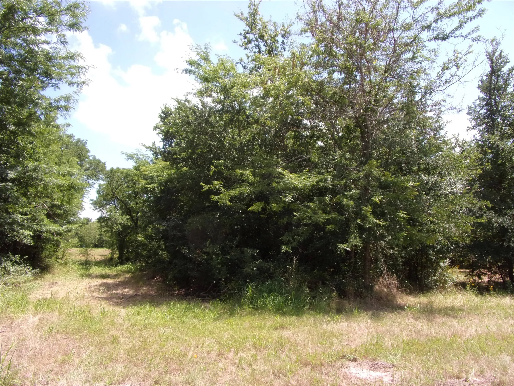 Left hand property line looking back towards Southern Oaks Drive. almost at the front left. This is a great anchor tree and everything behind it is the party, grill and play area.