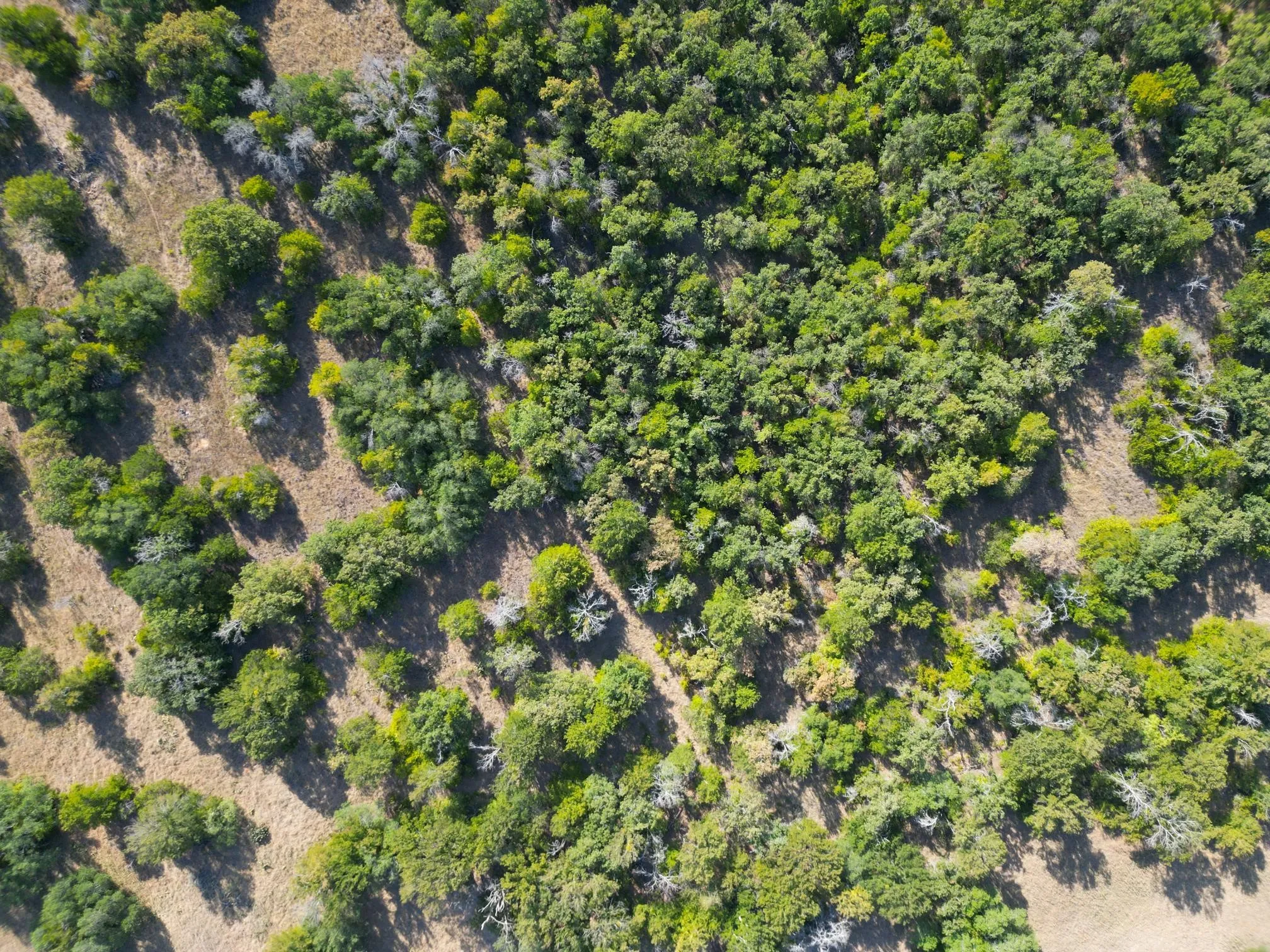 Unimproved Land For Sale in Erath County , TBD Ridgeview Court, Mingus, Texas 76463, 0, 0, Garage spaces, 0 Sqft, built in 0, mls#21315416, Real Estate Agent in Mingus, Homes For Sale in Erath county, Homes For Sale in Mingus, Realtor in Mingus Texas, Real Estate Brokerage Independent Realty Texas, Luminita Cordes Realtor