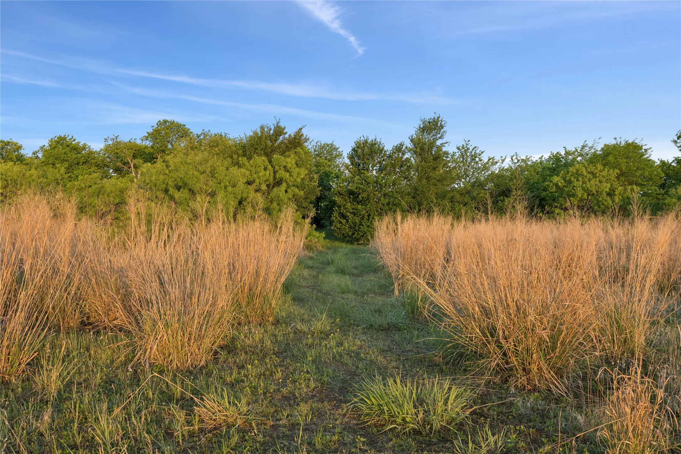 Natural landscape featuring a clear path through tall, dry grasses