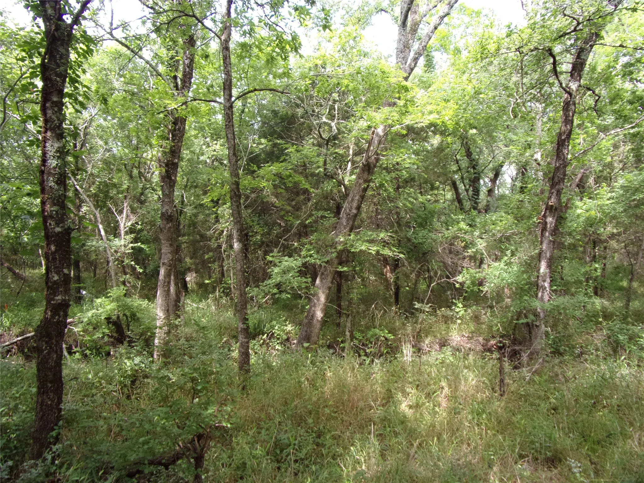 Improved Land For Sale in Hunt County , 4188 Willow Oak Bend, Royse City, Texas 75189, 0, 0, Garage spaces, 0 Sqft, built in 0, Price $164,900, mls#21318419, Real Estate Agent in Royse City, Homes For Sale in Hunt county, Homes For Sale in Royse City, Realtor in Royse City Texas, Real Estate Brokerage Independent Realty Texas, Luminita Cordes Realtor
