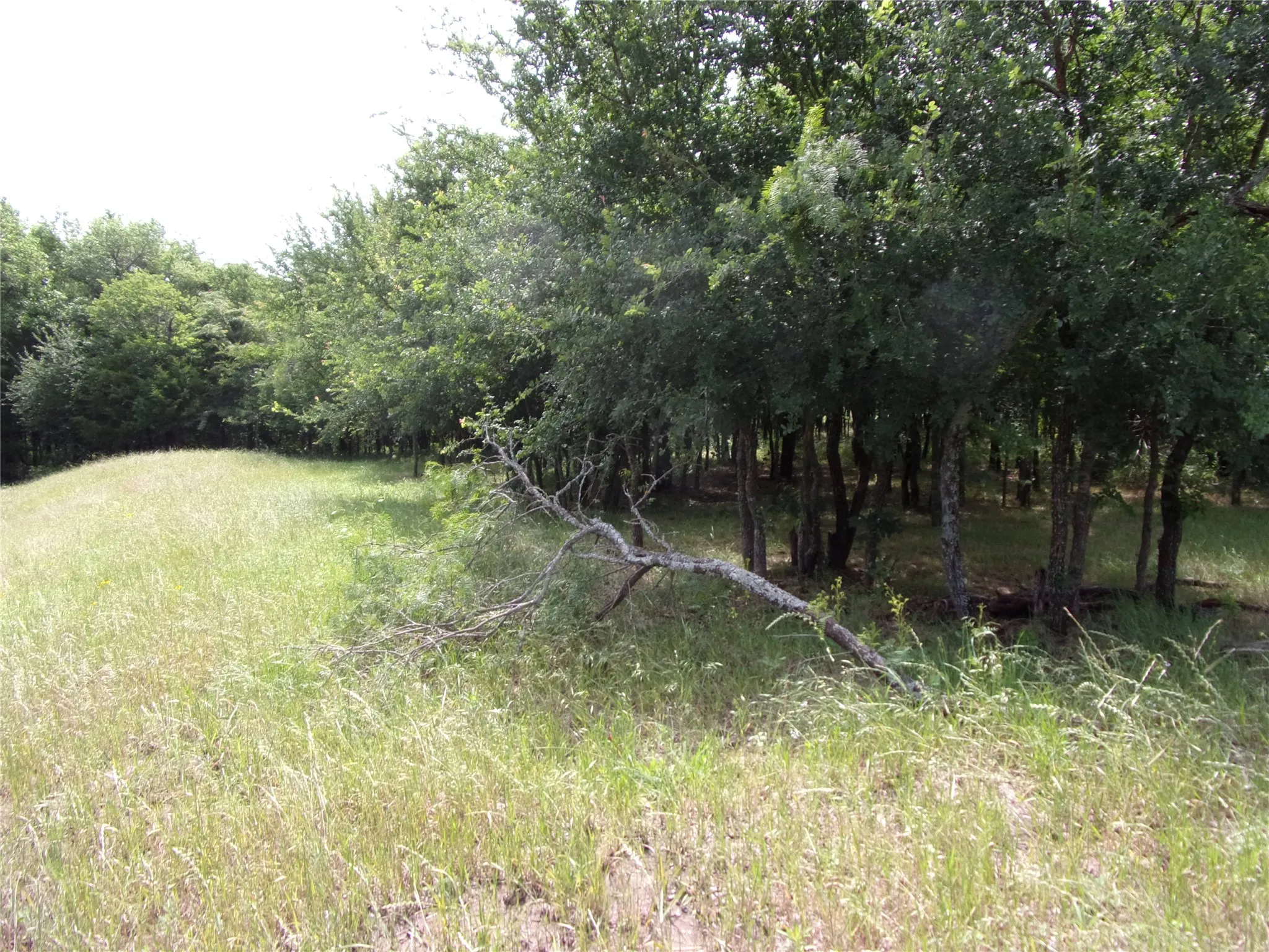 Walking down the left property side. The driveway would go here.