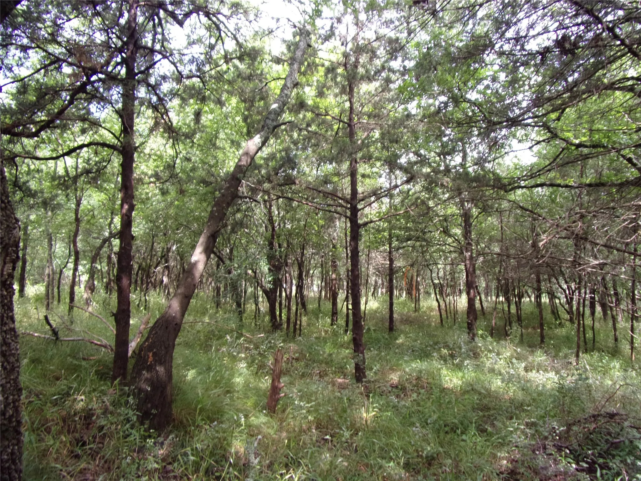 Improved Land For Sale in Hunt County , 4188 Willow Oak Bend, Royse City, Texas 75189, 0, 0, Garage spaces, 0 Sqft, built in 0, Price $164,900, mls#21318419, Real Estate Agent in Royse City, Homes For Sale in Hunt county, Homes For Sale in Royse City, Realtor in Royse City Texas, Real Estate Brokerage Independent Realty Texas, Luminita Cordes Realtor