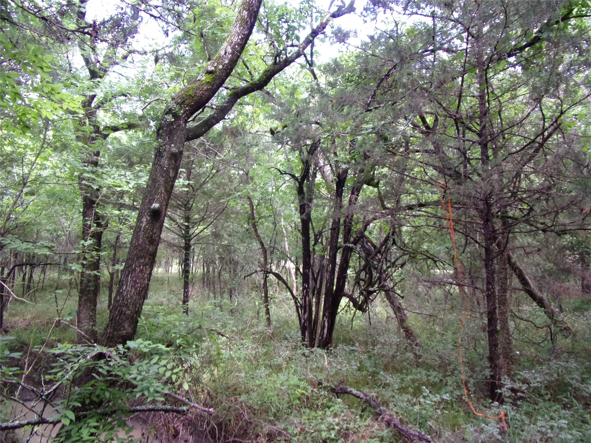 Improved Land For Sale in Hunt County , 4188 Willow Oak Bend, Royse City, Texas 75189, 0, 0, Garage spaces, 0 Sqft, built in 0, Price $164,900, mls#21318419, Real Estate Agent in Royse City, Homes For Sale in Hunt county, Homes For Sale in Royse City, Realtor in Royse City Texas, Real Estate Brokerage Independent Realty Texas, Luminita Cordes Realtor
