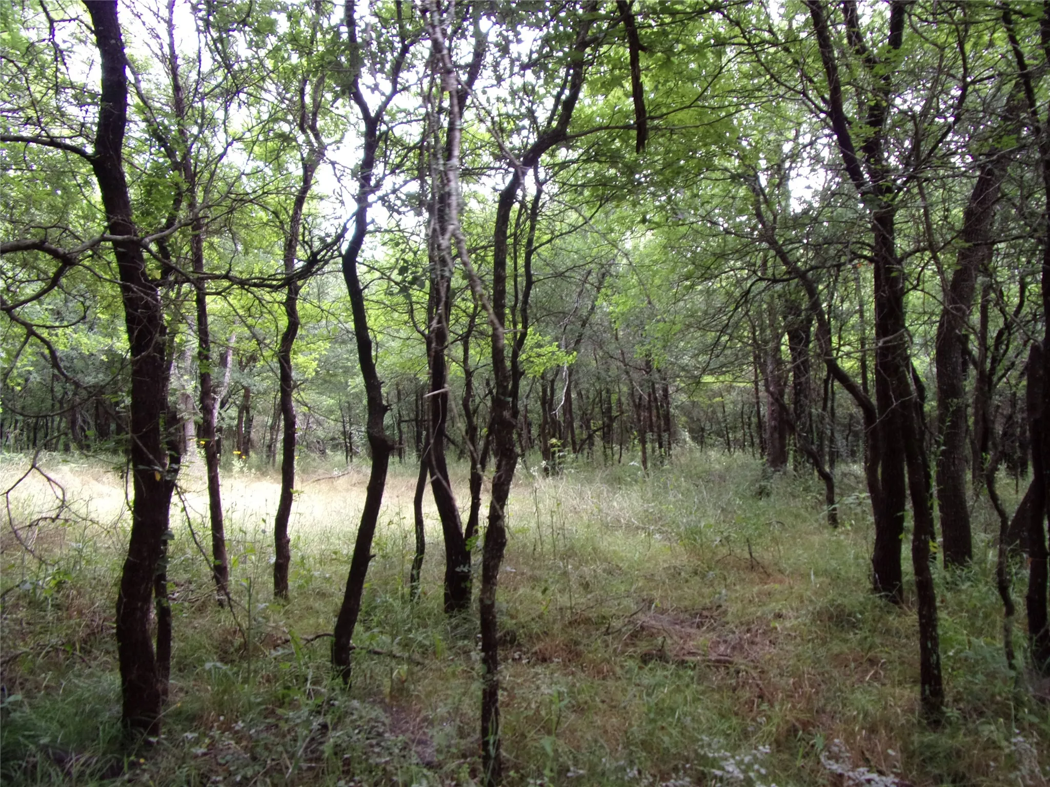 Improved Land For Sale in Hunt County , 4188 Willow Oak Bend, Royse City, Texas 75189, 0, 0, Garage spaces, 0 Sqft, built in 0, Price $164,900, mls#21318419, Real Estate Agent in Royse City, Homes For Sale in Hunt county, Homes For Sale in Royse City, Realtor in Royse City Texas, Real Estate Brokerage Independent Realty Texas, Luminita Cordes Realtor