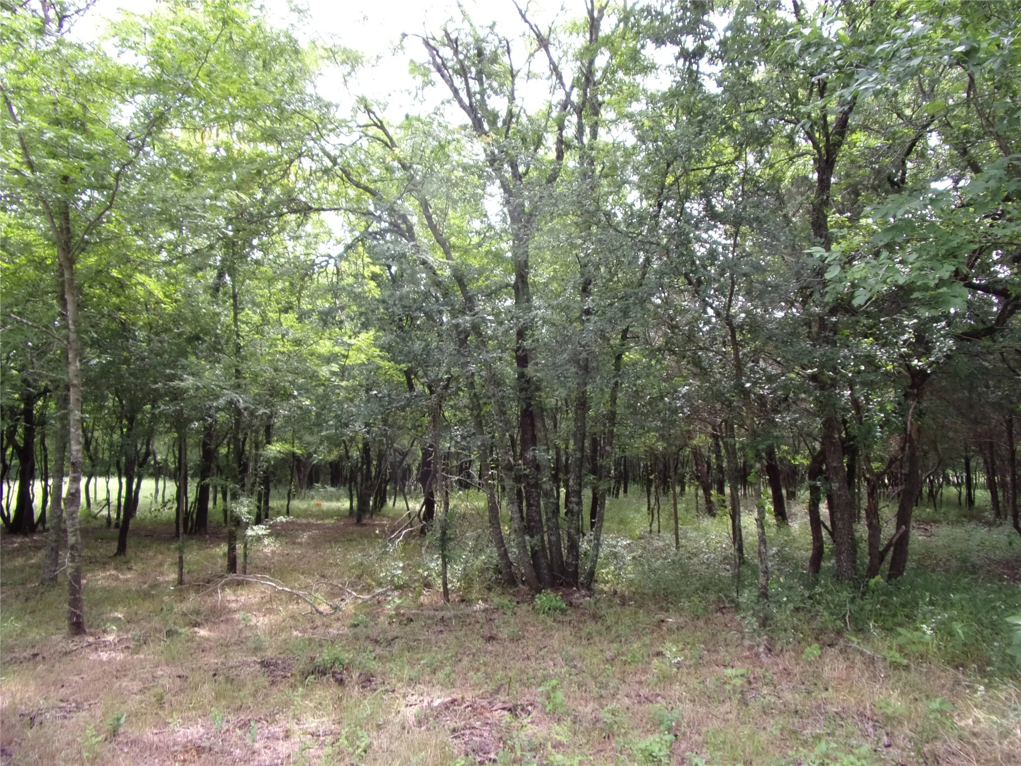 In the middle toward the front of the property. The driveway area knoll is on the left.