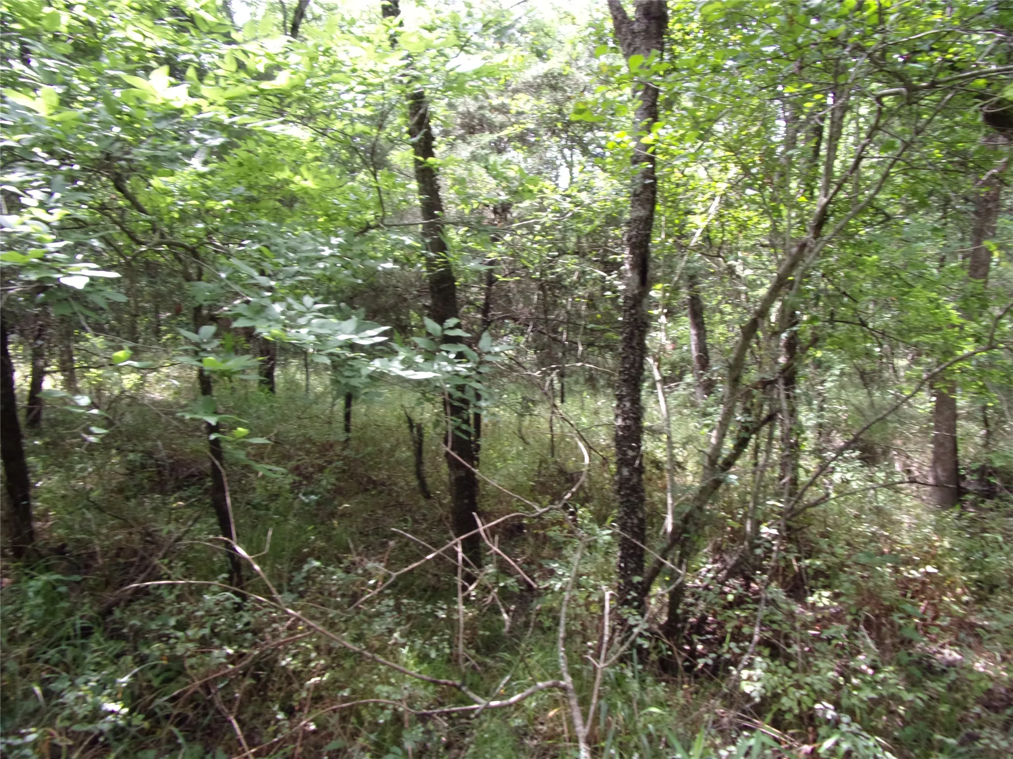 Improved Land For Sale in Hunt County , 4188 Willow Oak Bend, Royse City, Texas 75189, 0, 0, Garage spaces, 0 Sqft, built in 0, Price $164,900, mls#21318419, Real Estate Agent in Royse City, Homes For Sale in Hunt county, Homes For Sale in Royse City, Realtor in Royse City Texas, Real Estate Brokerage Independent Realty Texas, Luminita Cordes Realtor