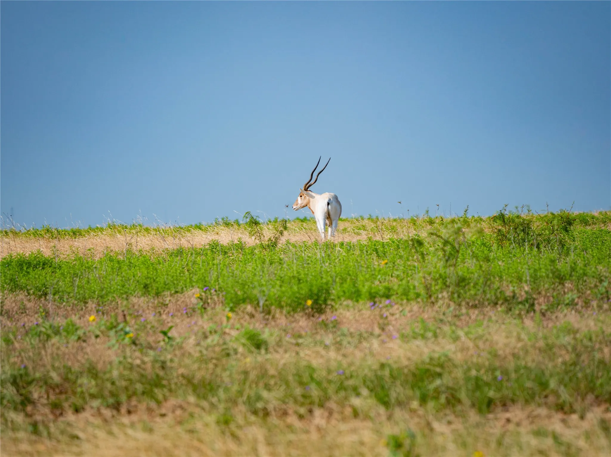 Ranch For Sale in Comanche County , 770 County Road 195, Gorman, Texas 76454, 0, 0, Garage spaces, 0 Sqft, built in 0, mls#21318662, Real Estate Agent in Gorman, Homes For Sale in Comanche county, Homes For Sale in Gorman, Realtor in Gorman Texas, Real Estate Brokerage Independent Realty Texas, Luminita Cordes Realtor