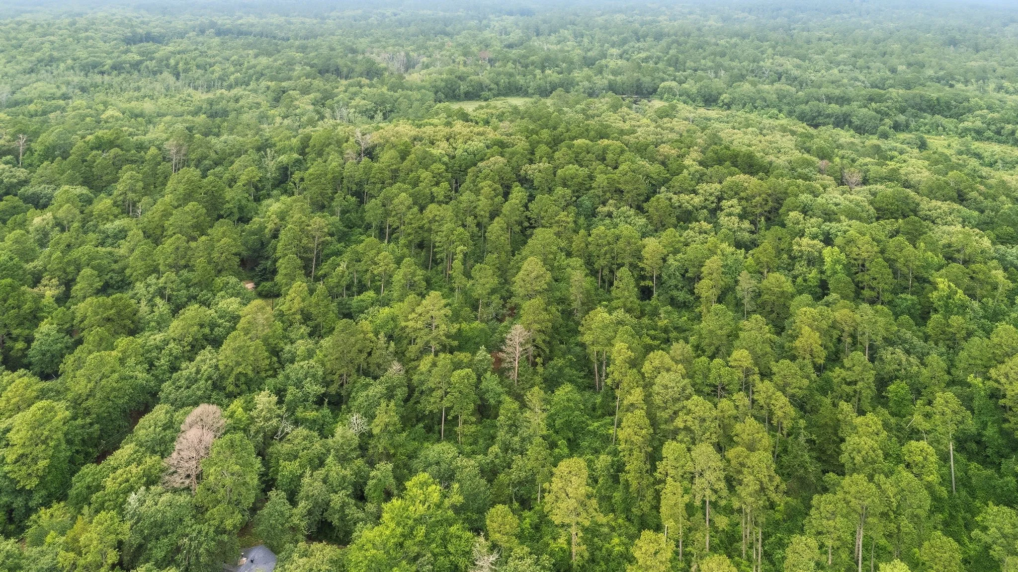 Unimproved Land For Sale in Wood County , TBD Valleywood Cove, Holly Lake Ranch, Texas 75765, 0, 0, Garage spaces, 0 Sqft, built in 0, mls#21311785, Real Estate Agent in Holly Lake Ranch, Homes For Sale in Wood county, Homes For Sale in Holly Lake Ranch, Realtor in Holly Lake Ranch Texas, Real Estate Brokerage Independent Realty Texas, Luminita Cordes Realtor