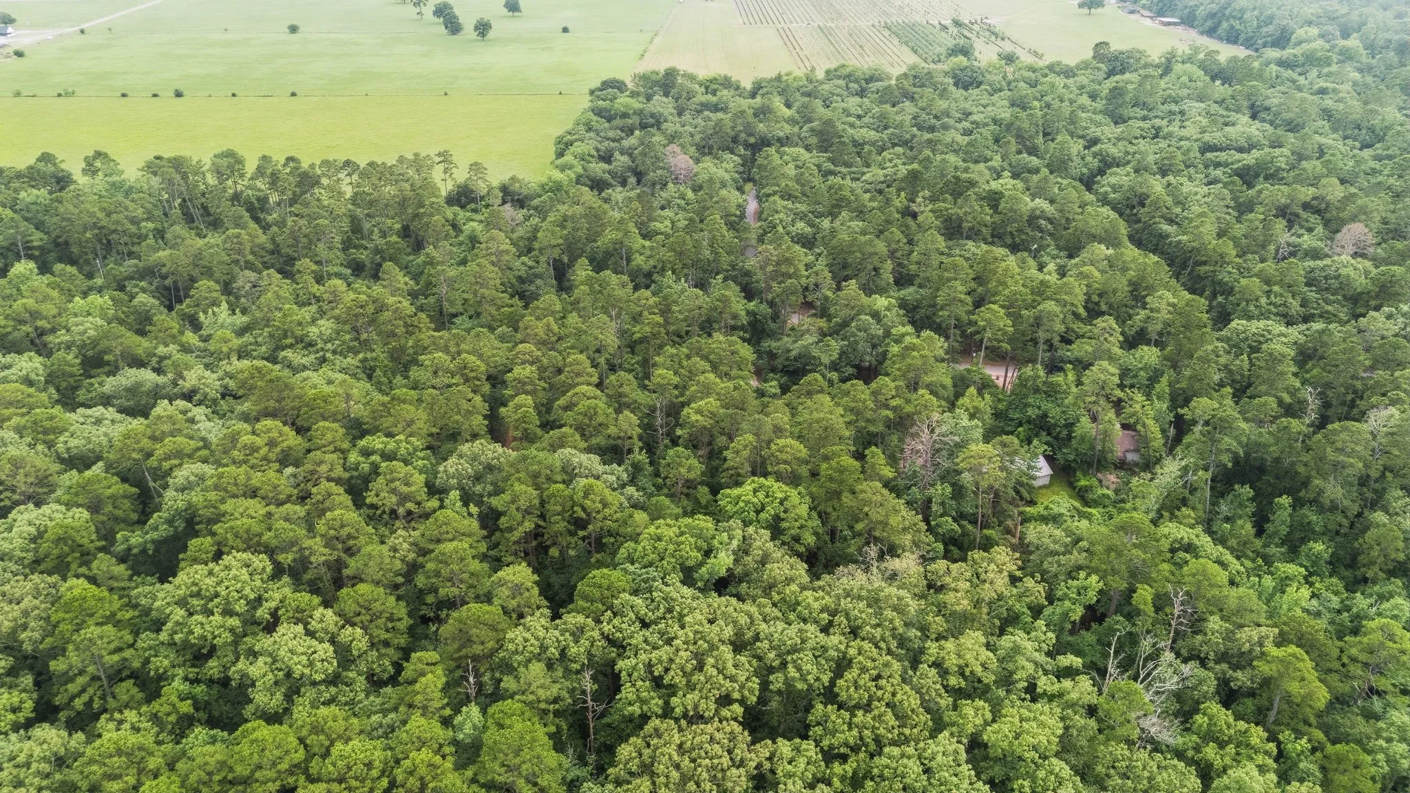 Unimproved Land For Sale in Wood County , TBD Valleywood Cove, Holly Lake Ranch, Texas 75765, 0, 0, Garage spaces, 0 Sqft, built in 0, mls#21311785, Real Estate Agent in Holly Lake Ranch, Homes For Sale in Wood county, Homes For Sale in Holly Lake Ranch, Realtor in Holly Lake Ranch Texas, Real Estate Brokerage Independent Realty Texas, Luminita Cordes Realtor