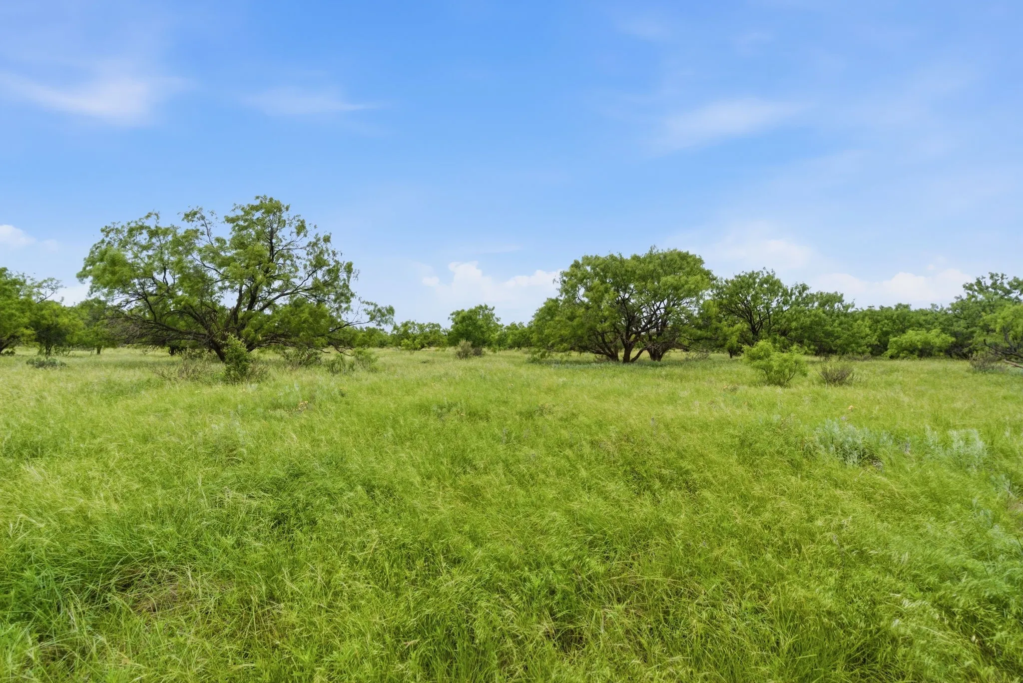 Ranch For Sale in Shackelford County , 256+-Ac FM 880, Moran, Texas 76464, 0, 0, Garage spaces, 0 Sqft, built in 0, Price $1,344,000, mls#21318833, Real Estate Agent in Moran, Homes For Sale in Shackelford county, Homes For Sale in Moran, Realtor in Moran Texas, Real Estate Brokerage Independent Realty Texas, Luminita Cordes Realtor